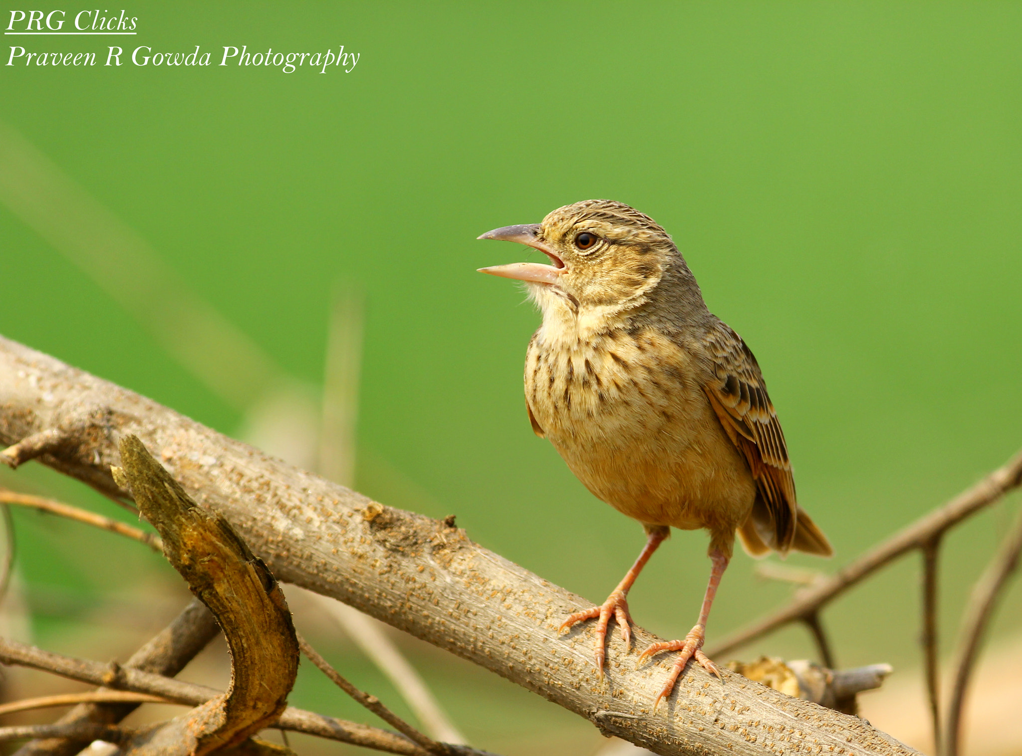 Canon EF 200-400mm F4L IS USM Extender 1.4x sample photo. Indian bushlark photography
