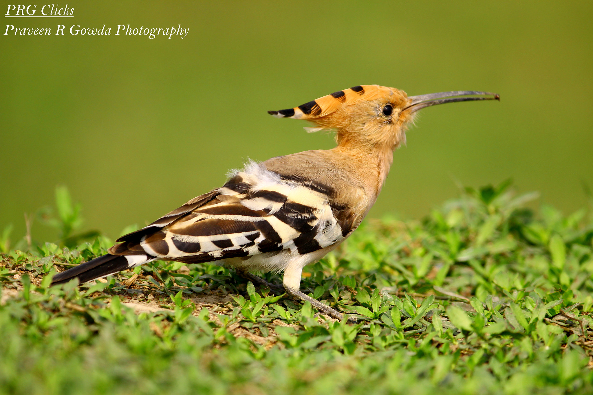 Canon EF 200-400mm F4L IS USM Extender 1.4x sample photo. Common hoopoe photography