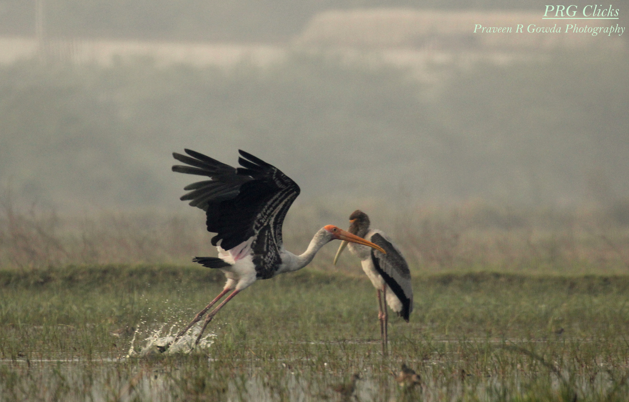 Canon EOS 60D + Canon EF 100-400mm F4.5-5.6L IS II USM sample photo. Painted stork photography