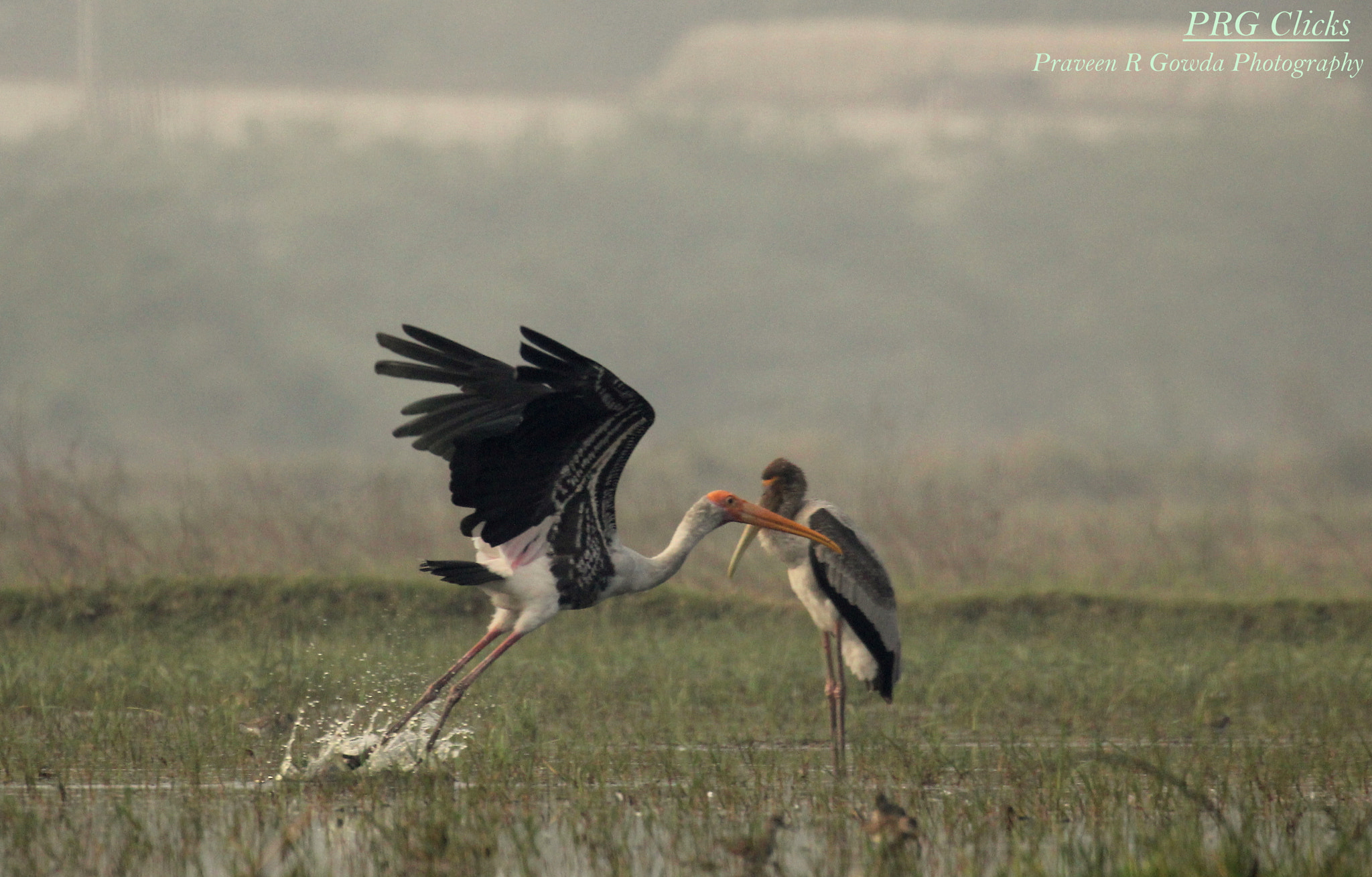Canon EF 100-400mm F4.5-5.6L IS II USM sample photo. Painted stork photography
