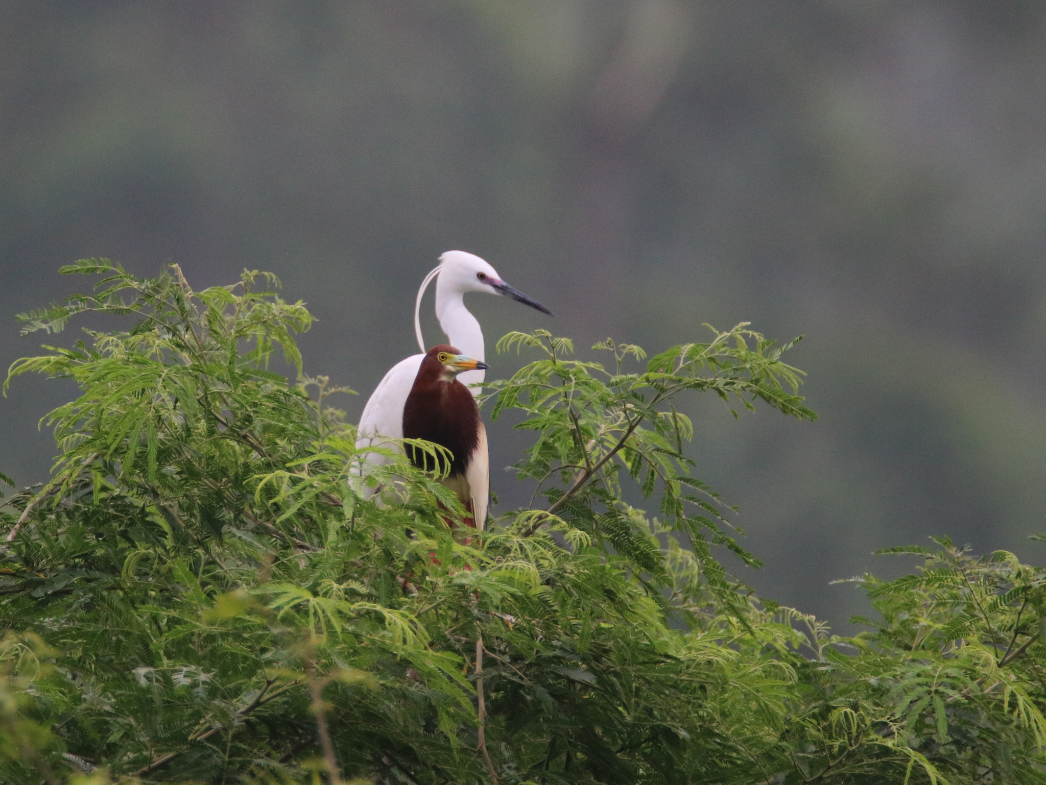 Canon EOS 750D (EOS Rebel T6i / EOS Kiss X8i) sample photo. Two bird photography