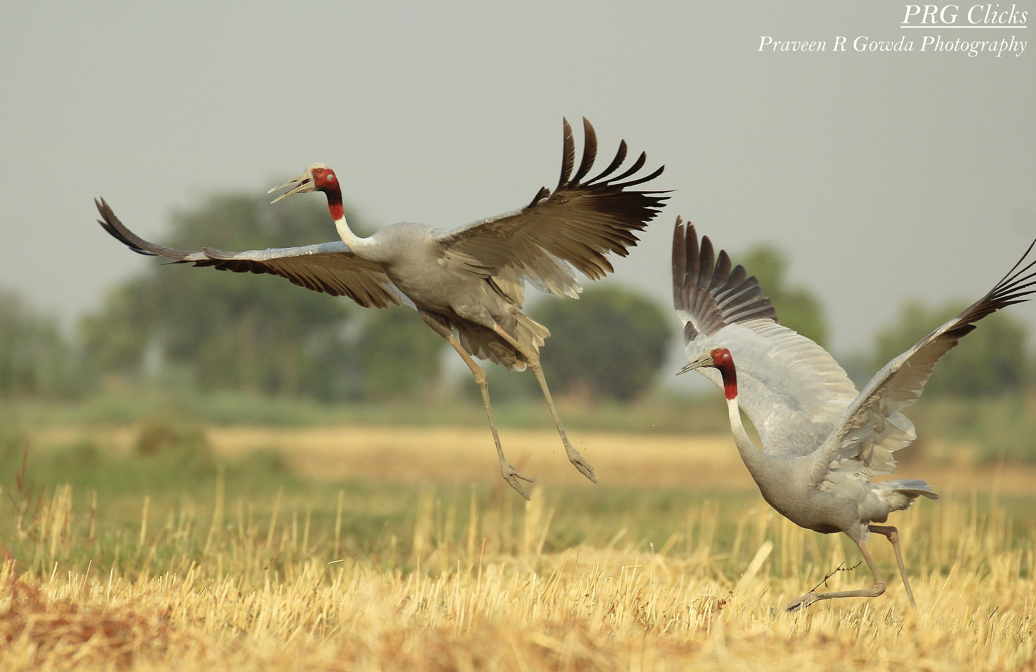 Canon EF 100-400mm F4.5-5.6L IS II USM sample photo. Sarus cranes photography