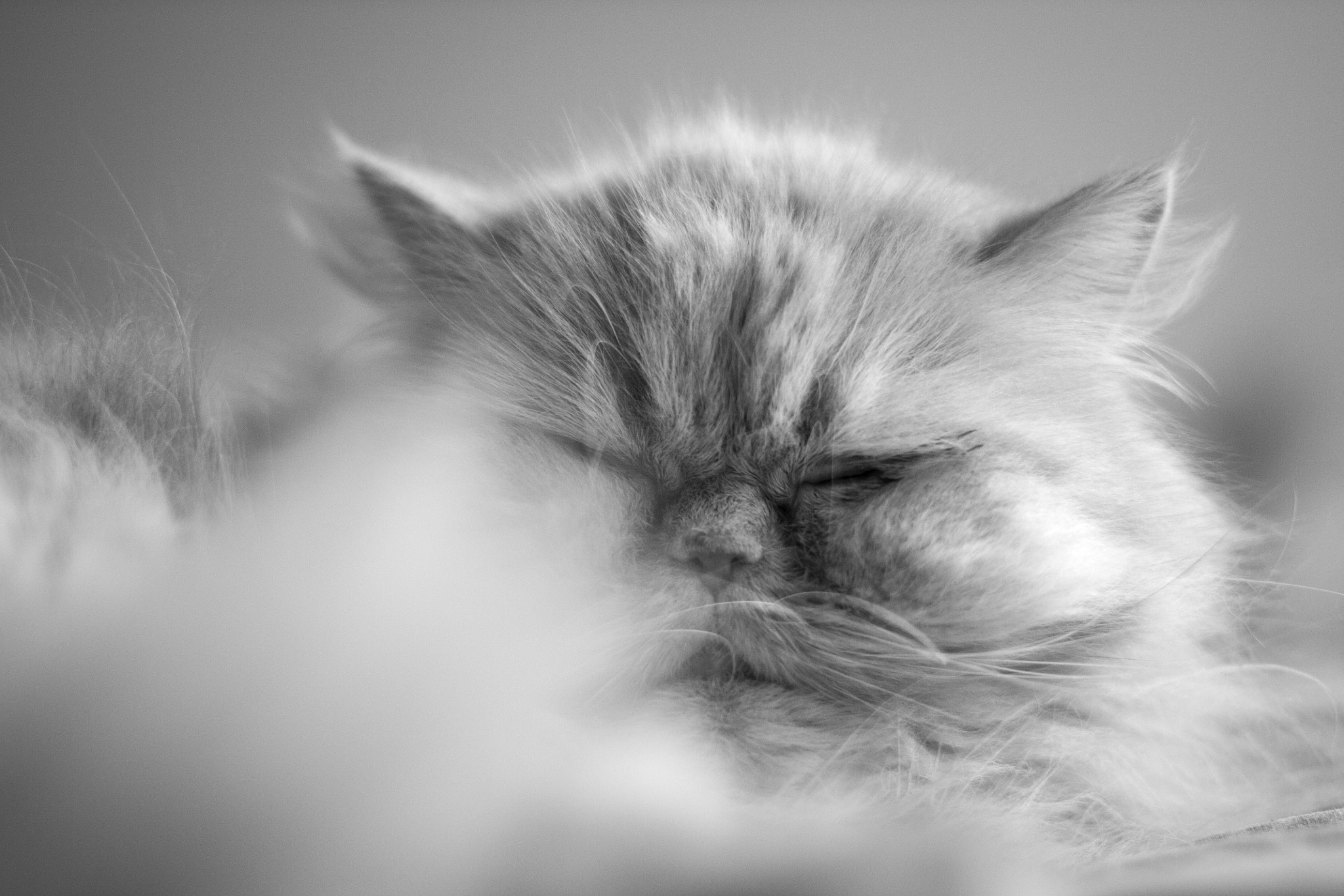 Canon EOS 450D (EOS Rebel XSi / EOS Kiss X2) + Canon EF 50mm F1.4 USM sample photo. Persian cat photography