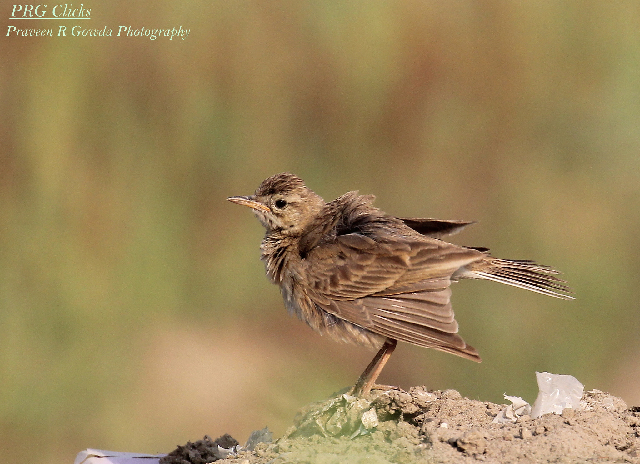 Canon EF 100-400mm F4.5-5.6L IS II USM sample photo. Bushlark photography
