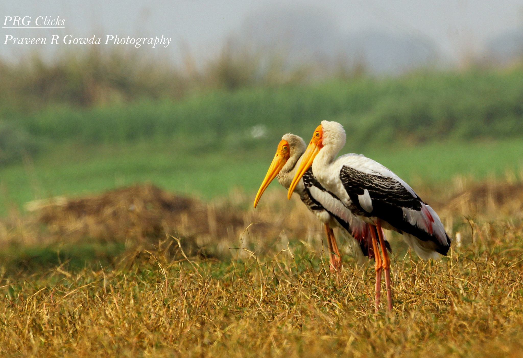 Canon EF 200-400mm F4L IS USM Extender 1.4x sample photo. Painted stork () photography