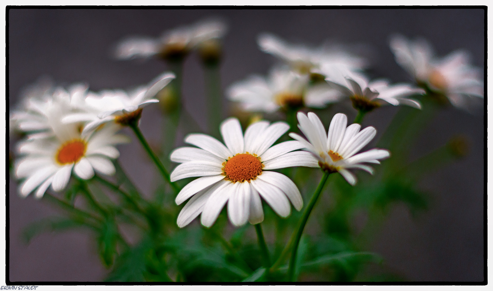 Pentax K-x + Pentax smc DA 50mm F1.8 sample photo. White beauties photography