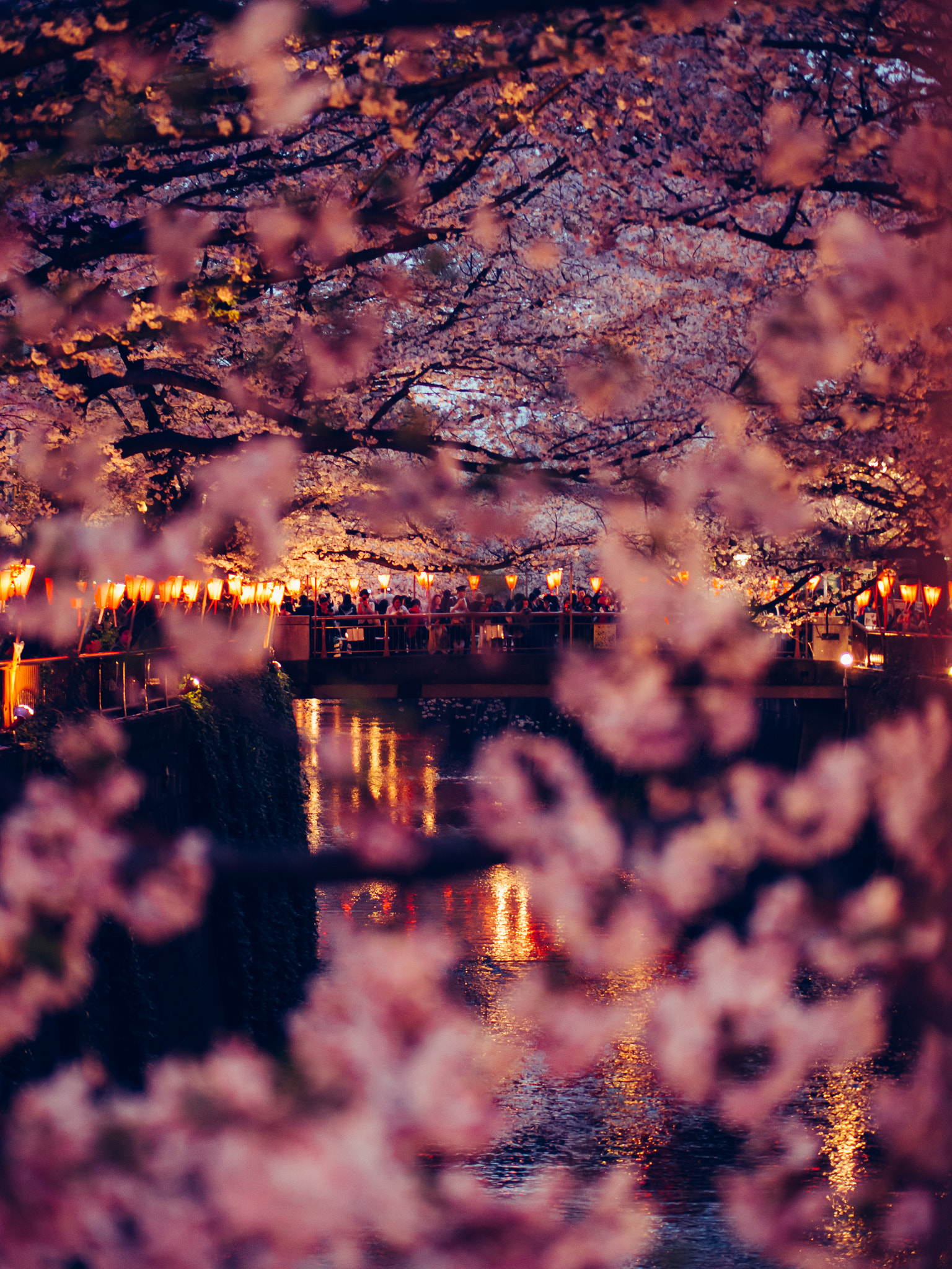 Panasonic Lumix G 42.5mm F1.7 ASPH Power OIS sample photo. Cherry blossom overload photography