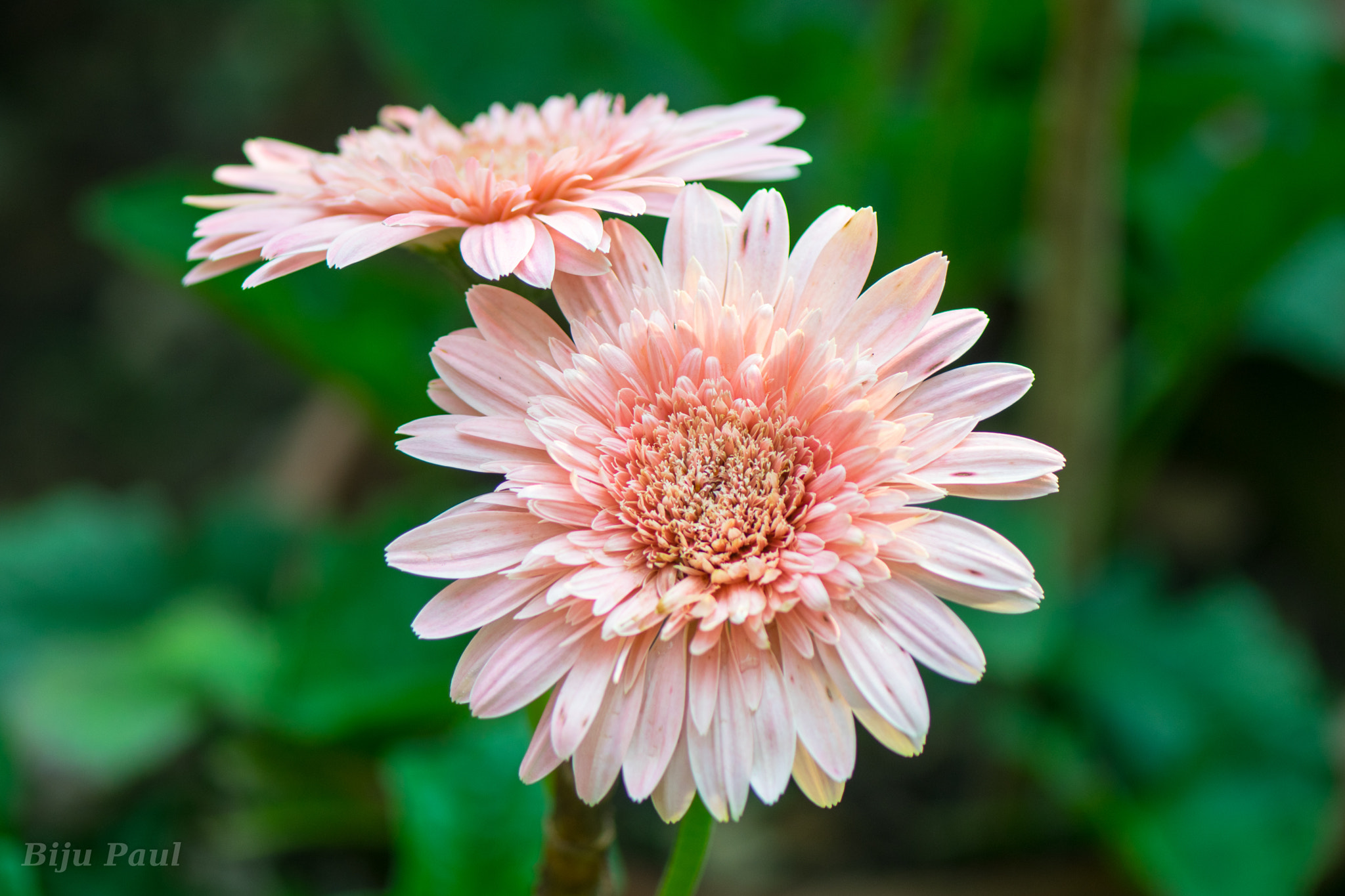 Nikon AF-S Micro-Nikkor 105mm F2.8G IF-ED VR sample photo. Pink photography