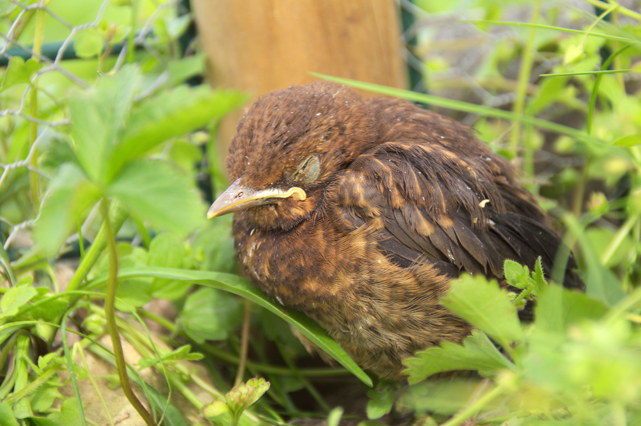 Canon EOS 600D (Rebel EOS T3i / EOS Kiss X5) sample photo. Sleeping black bird photography