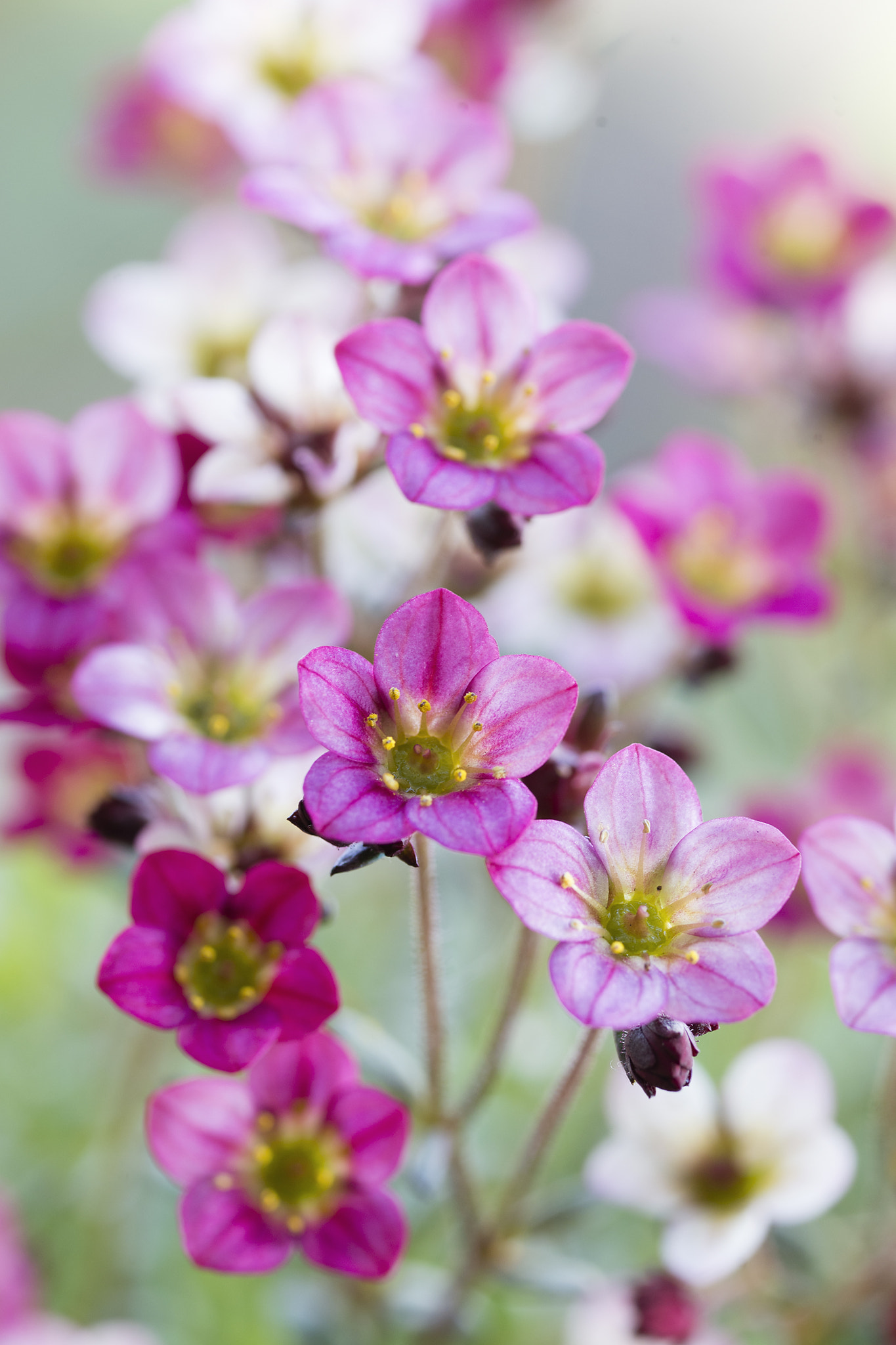 ZEISS Makro-Planar T* 100mm F2 sample photo. Spring flowers photography