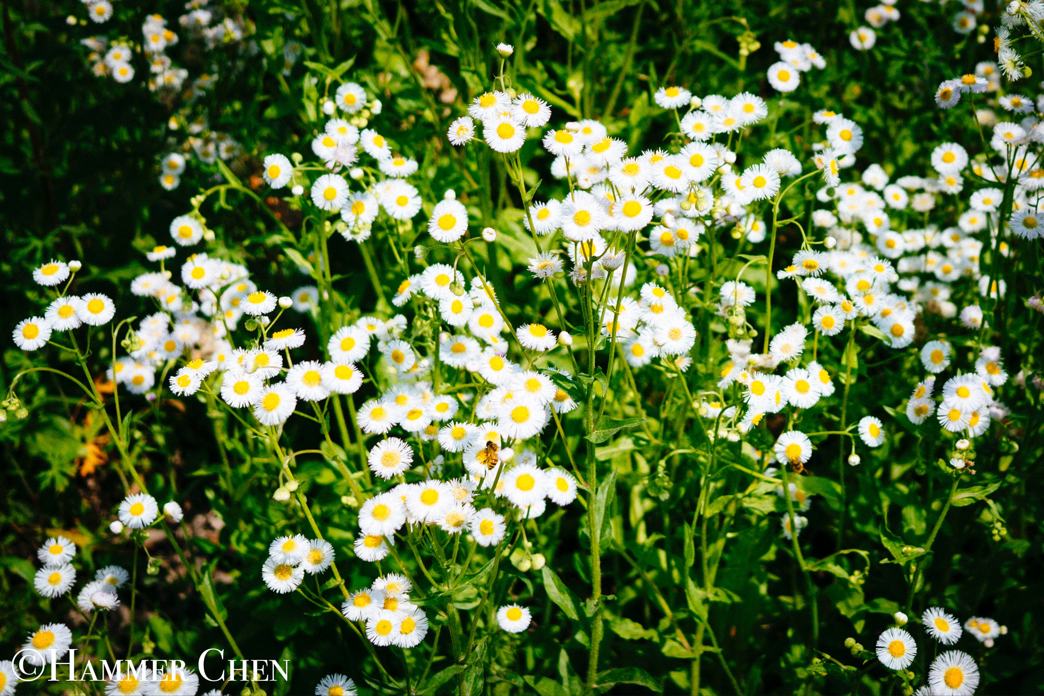 Sony Alpha NEX-7 + Sigma 30mm F2.8 EX DN sample photo. Summer flower photography