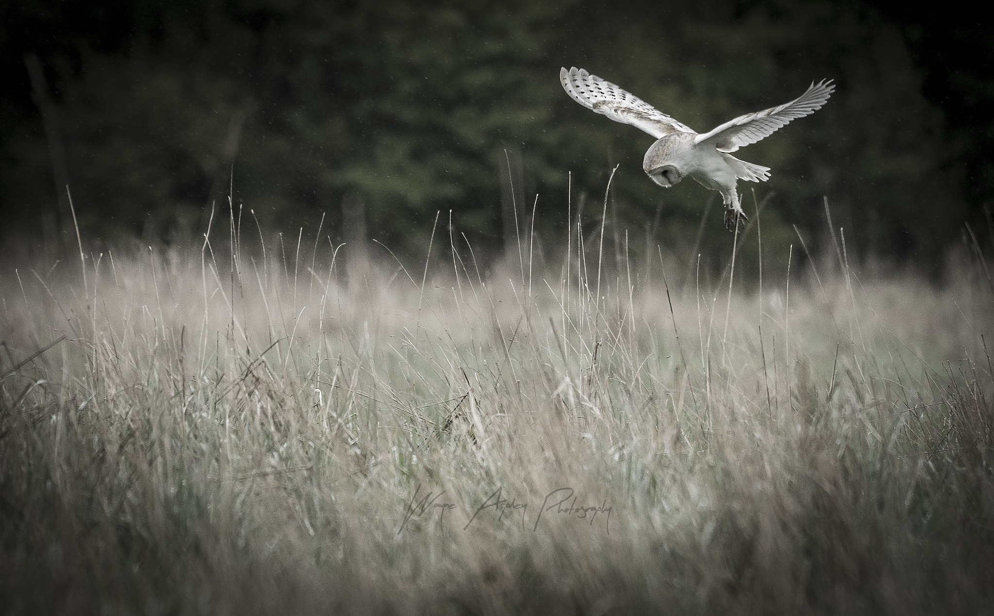 Sony 70-400mm F4-5.6 G SSM II sample photo. Sony a7rii wayne aspley photography photography