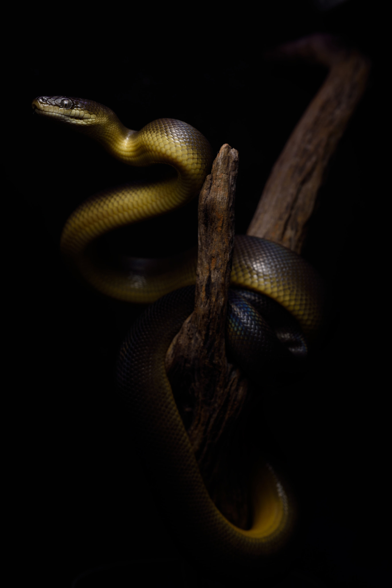 ZEISS Makro-Planar T* 50mm F2 sample photo. Liasis fuscus photography