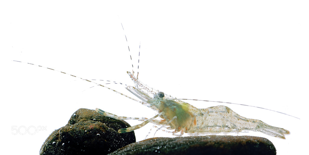 Nikon D7000 + AF Zoom-Micro Nikkor 70-180mm f/4.5-5.6D ED sample photo. Ghost shrimp photography