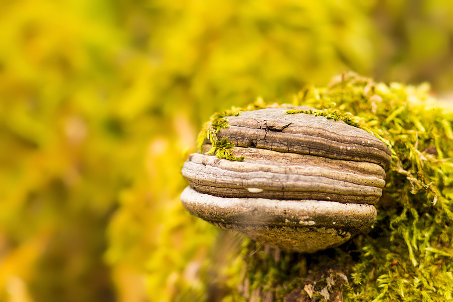 Canon EF 300mm F4L IS USM sample photo. Pilz an einem alten baumstumpf photography