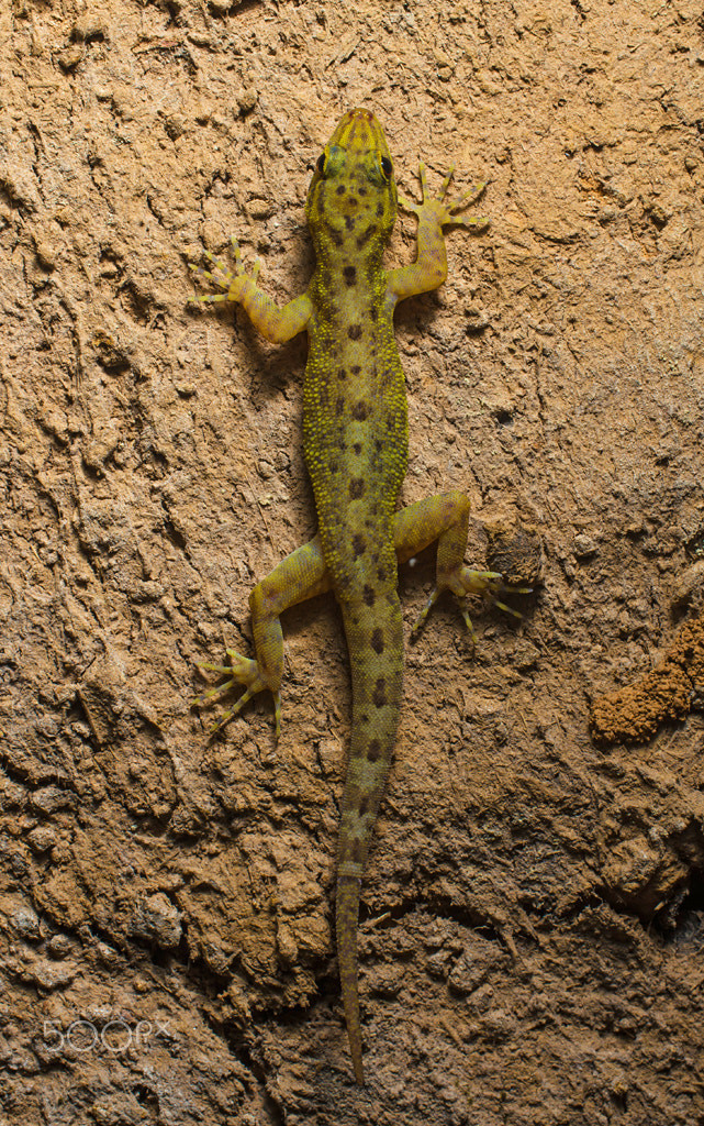 Nikon D7000 + AF Zoom-Micro Nikkor 70-180mm f/4.5-5.6D ED sample photo. Gecko on a mud wall photography