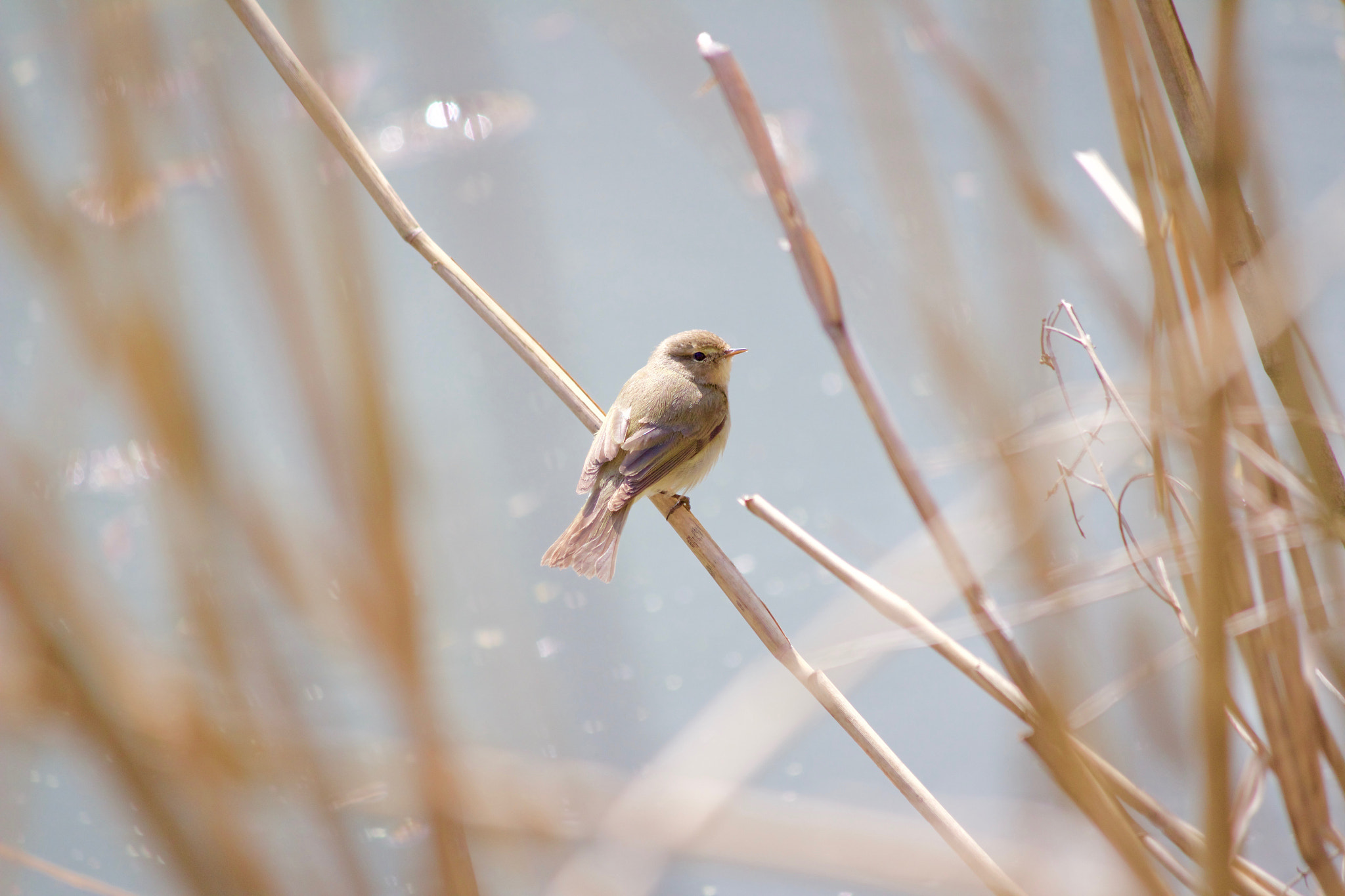 Canon EF-S 55-250mm F4-5.6 IS sample photo. Birds are comming photography