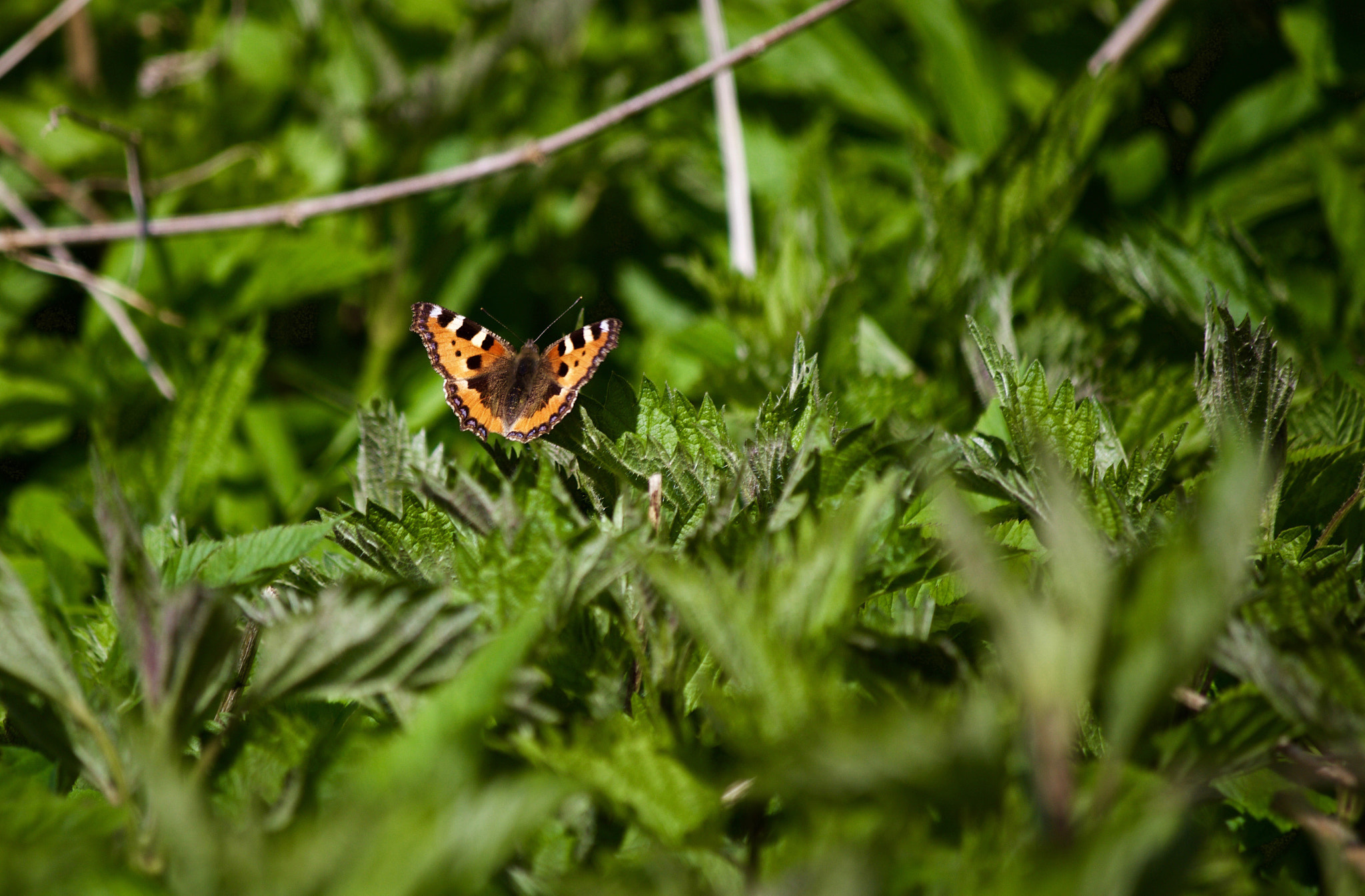 Canon EF-S 55-250mm F4-5.6 IS sample photo. A first butterfly! photography
