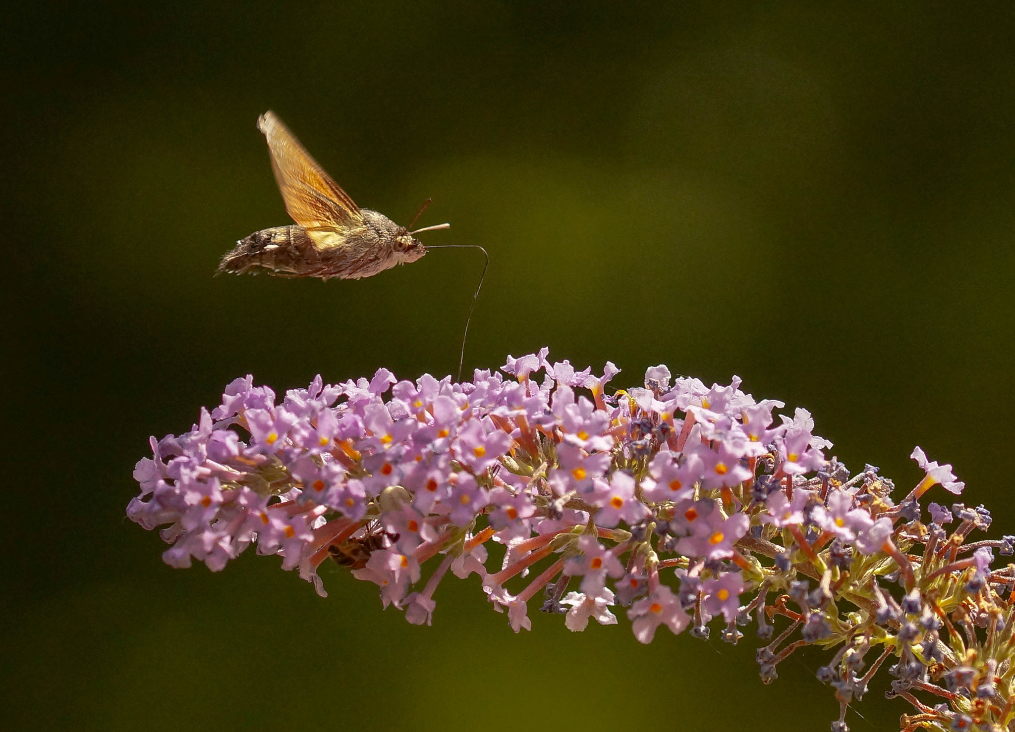 Sony SLT-A57 + 105mm F2.8 sample photo. Sphinx photography