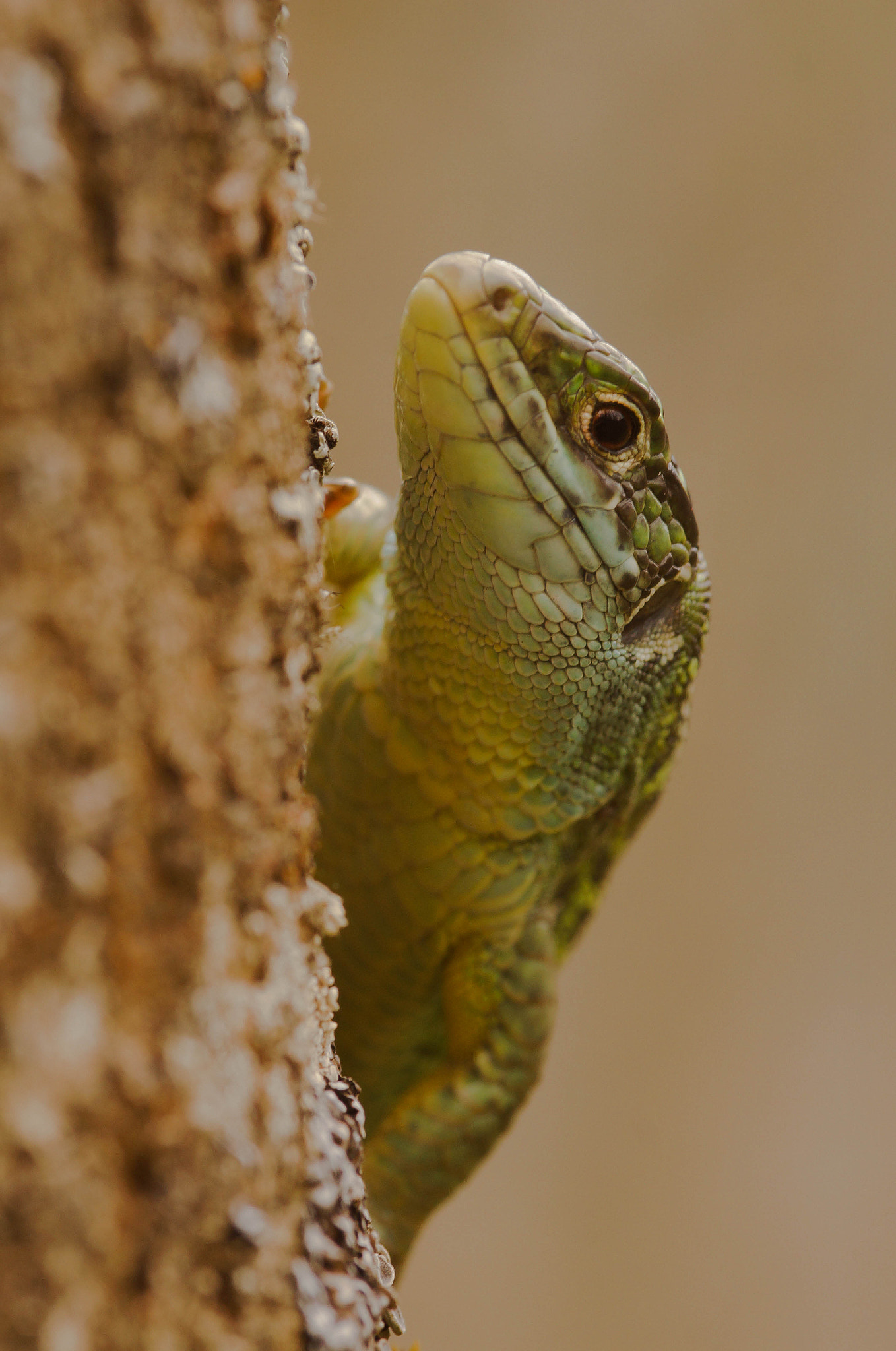 Sony SLT-A57 + Minolta AF 100mm F2.8 Macro [New] sample photo. Lezard vert photography