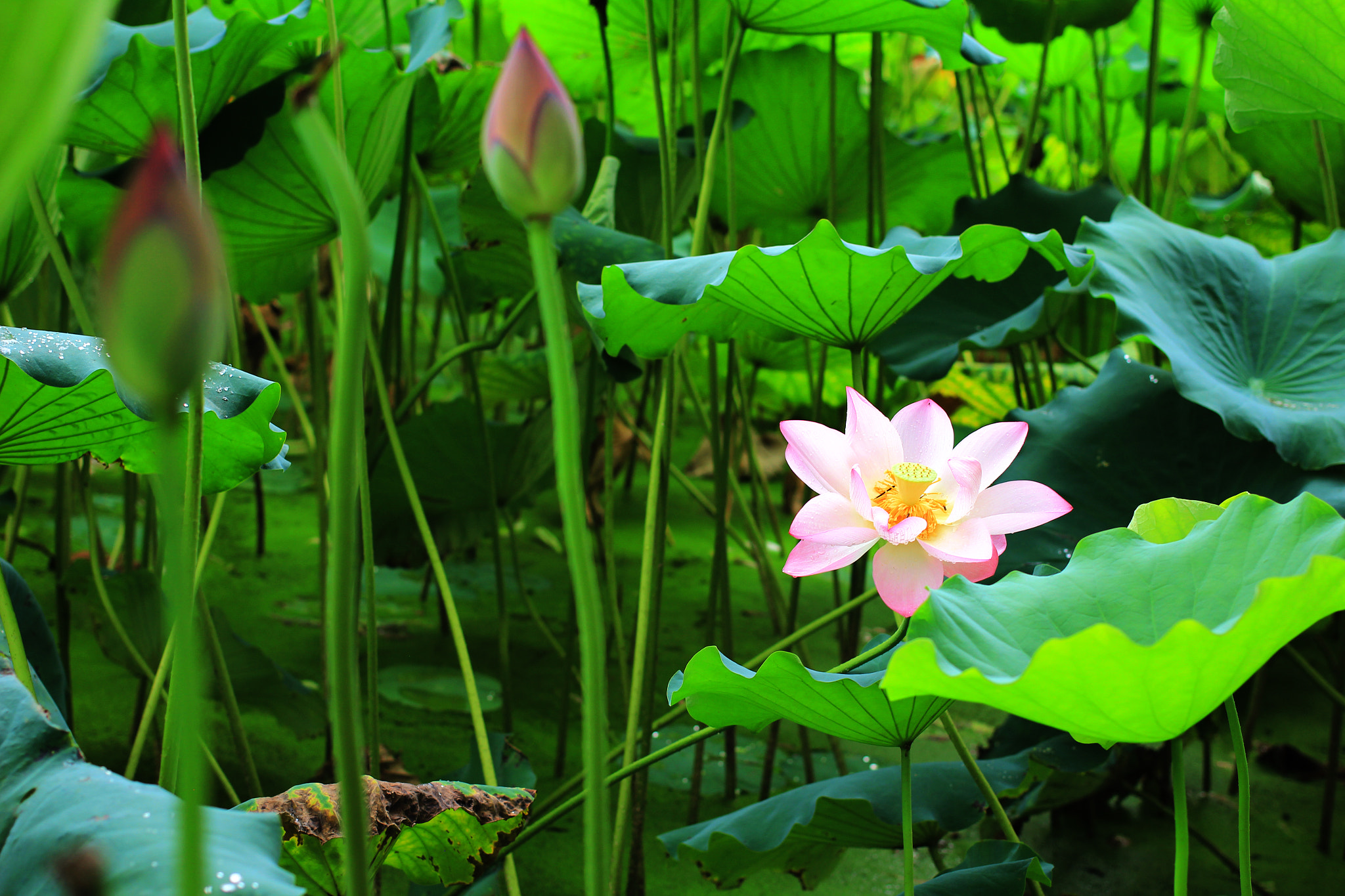 Canon EF 40mm F2.8 STM sample photo. Lotus photography