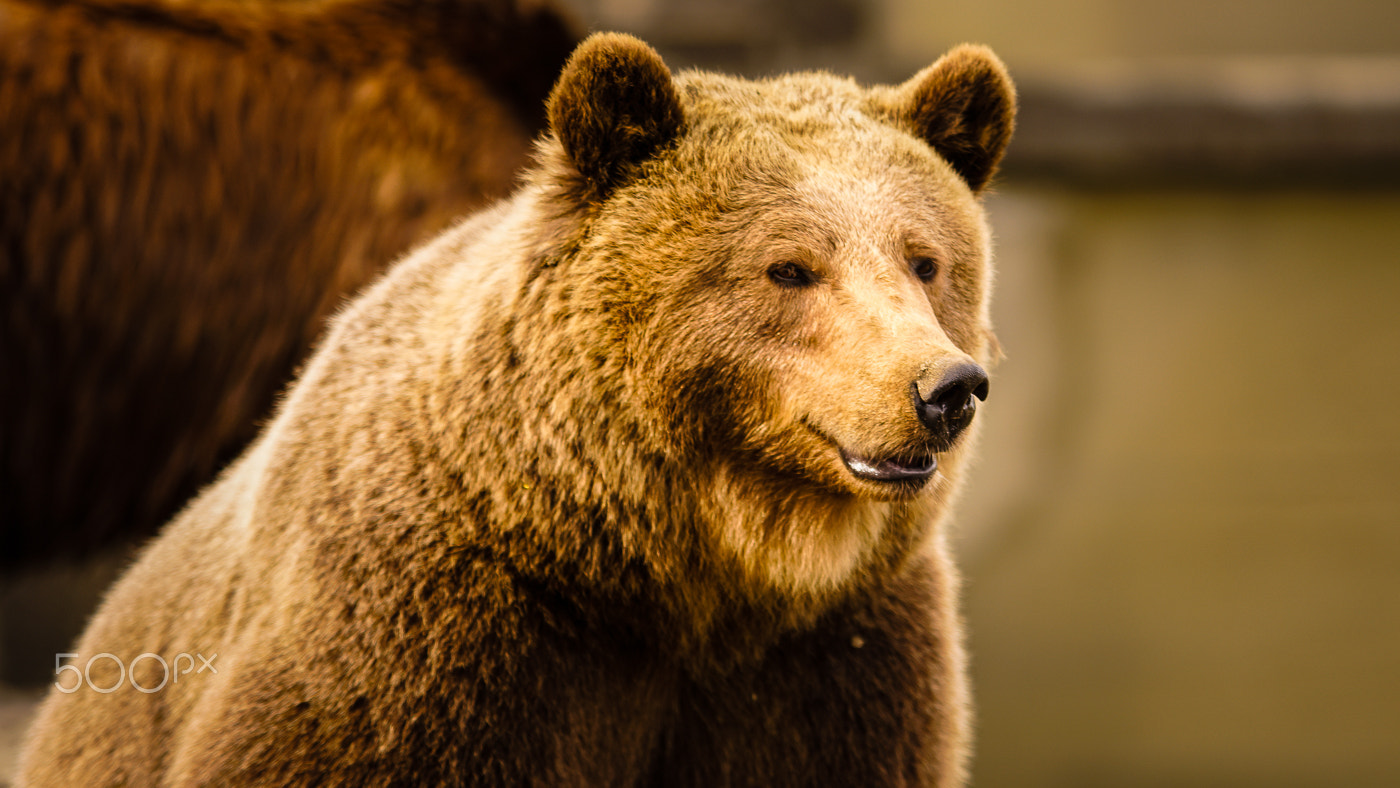 Minolta/Sony AF 70-200mm F2.8 G sample photo. Berner bär photography