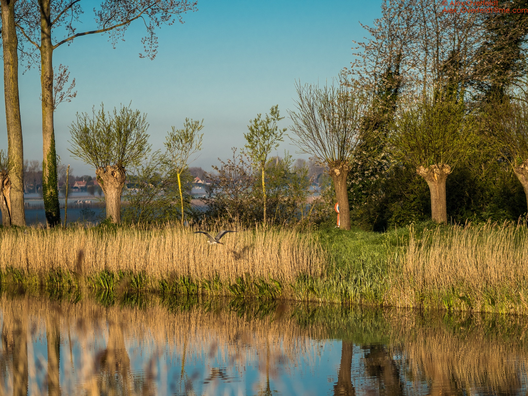 Olympus PEN-F + Olympus M.Zuiko Digital ED 75mm F1.8 sample photo. Blue heron breaking away over the damse vaart early morning may 1 2016 photography