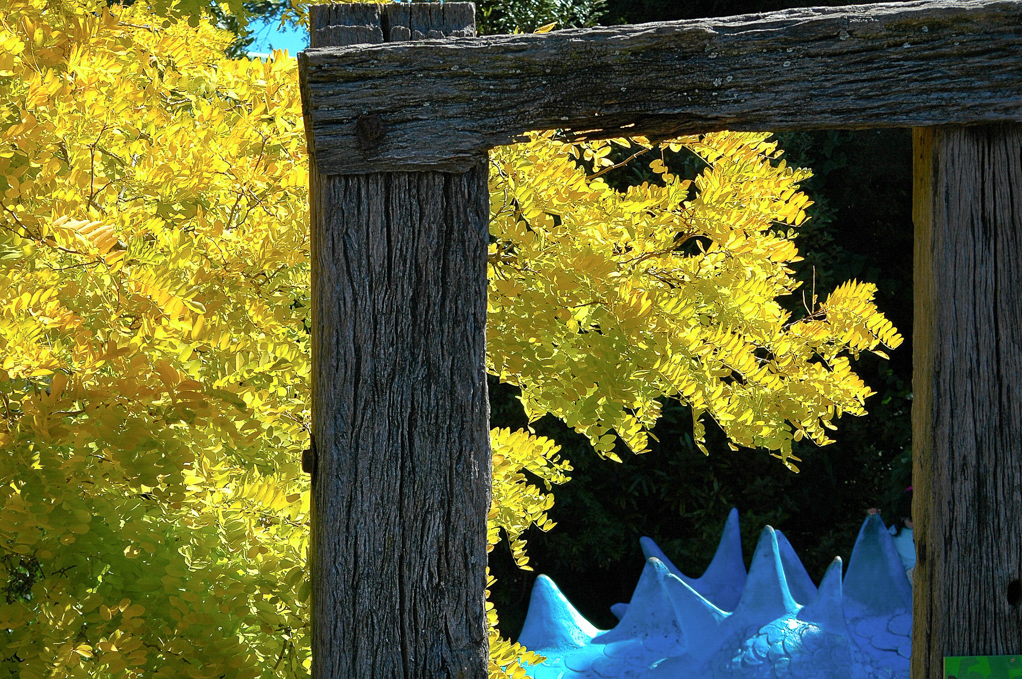 Nikon D70 + AF Nikkor 70-210mm f/4-5.6D sample photo. Yellow leaves of a tree photography