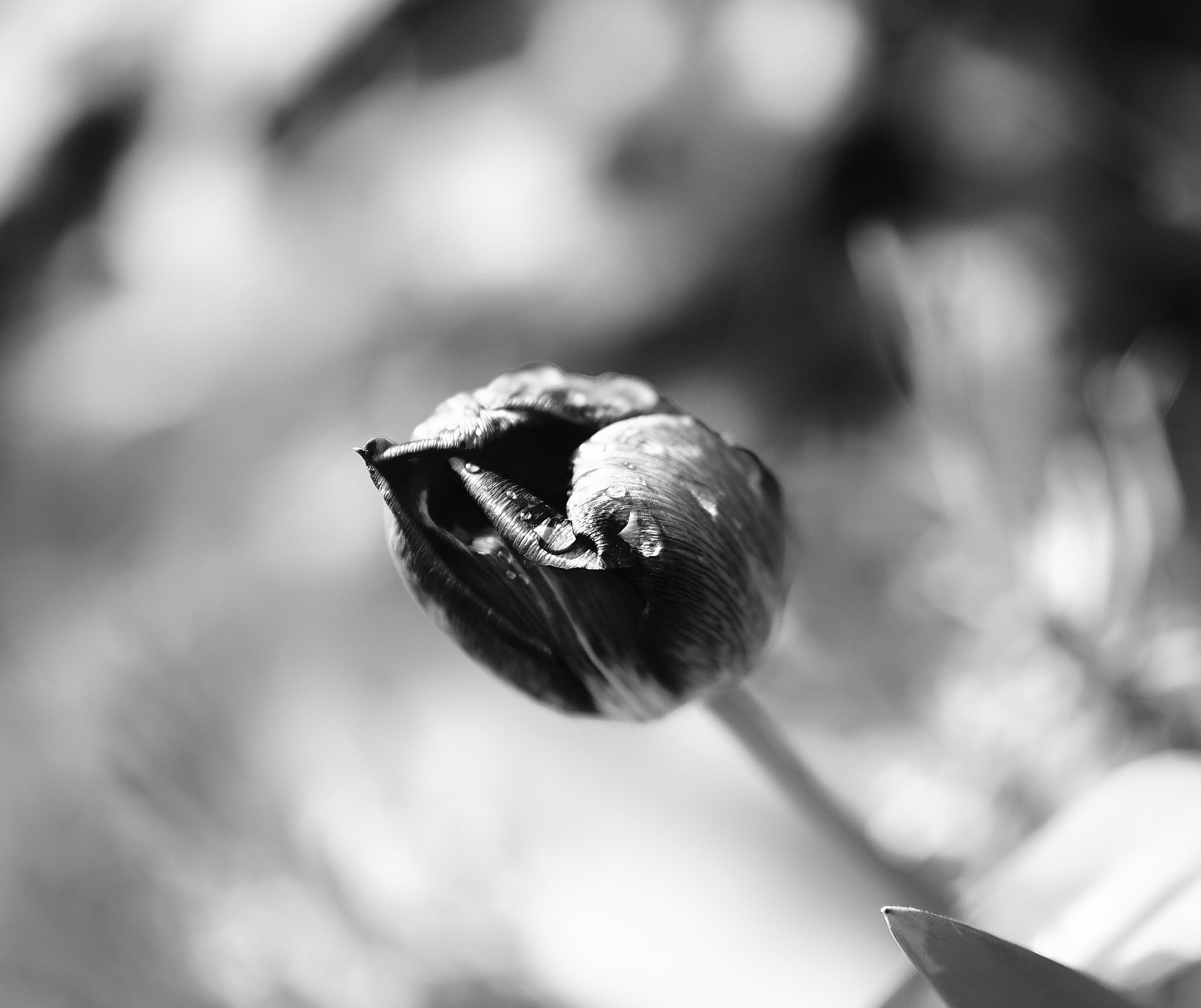 Panasonic Leica DG Nocticron 42.5mm F1.2 ASPH OIS sample photo. After rain photography