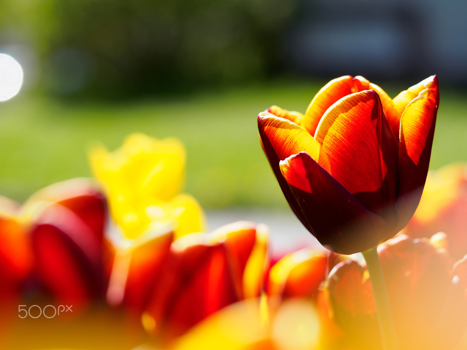 Olympus PEN E-PL7 sample photo. Spring tulip photography