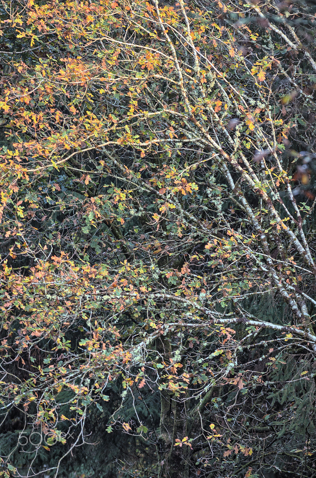 Pentax smc DA* 300mm F4.0 ED (IF) SDM sample photo. Branches photography