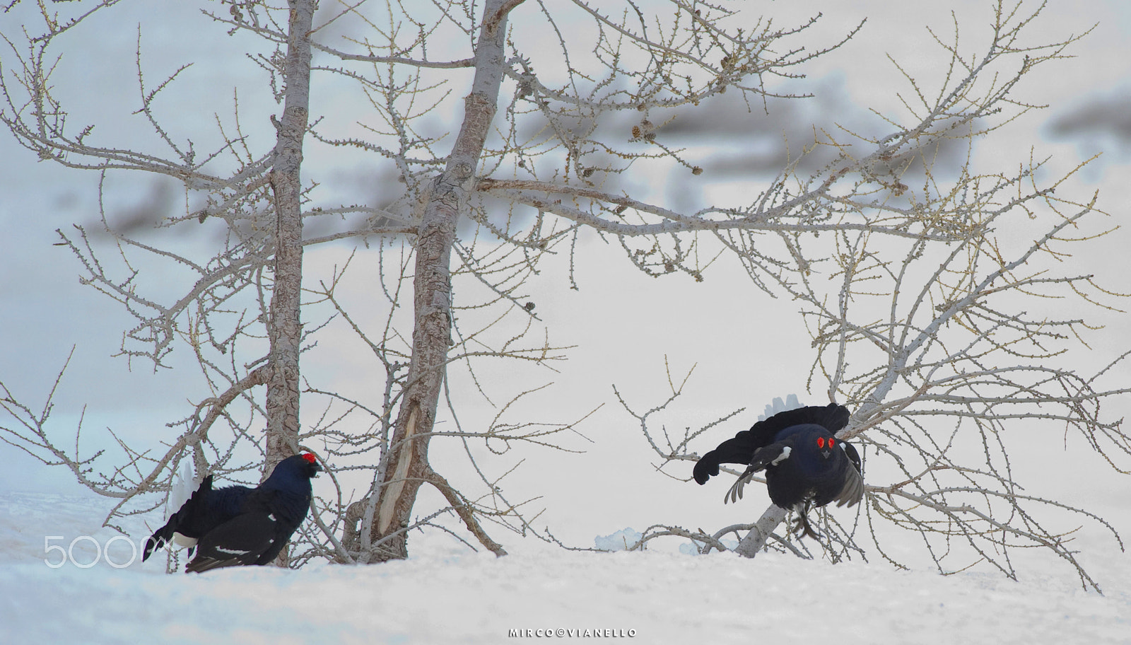 Nikon D3S + Nikon AF-S Nikkor 300mm F4D ED-IF sample photo. Gallo forcello (lyrurus tetrix) photography