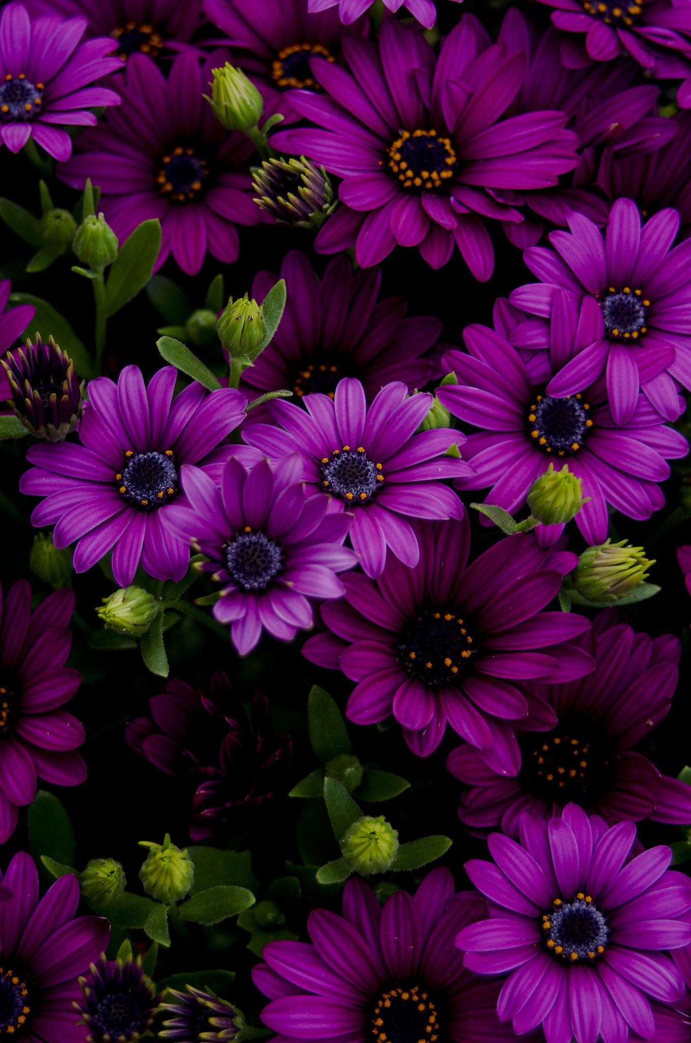 Pentax K-5 IIs sample photo. Flowers photography