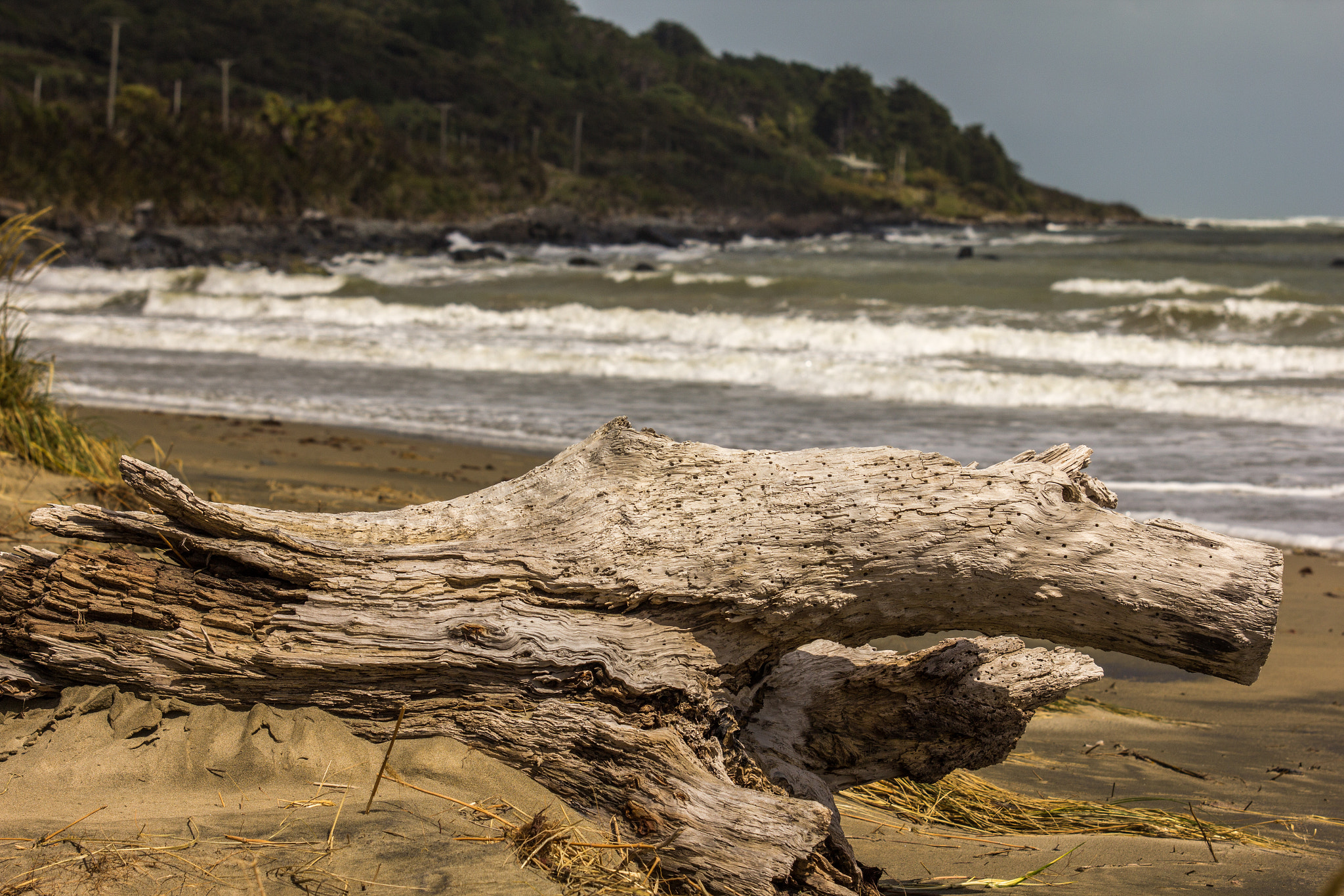 Sigma 70-200mm F2.8 EX DG OS HSM sample photo. Bored driftwood photography