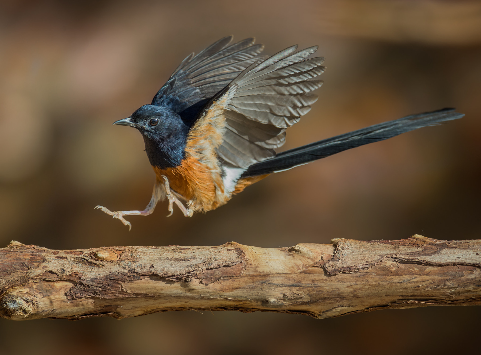 Nikon D4S sample photo. White rumped shame photography