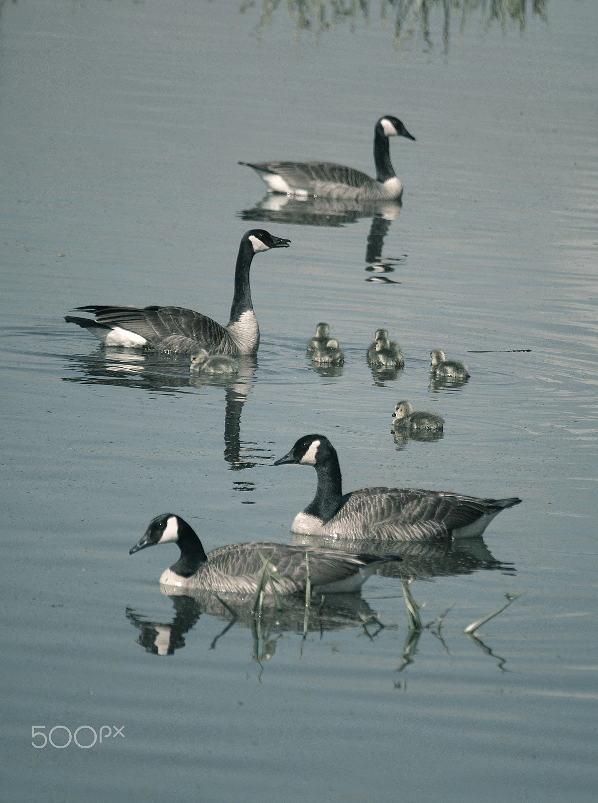 Canon EOS 6D + Canon EF 100-300mm f/5.6 sample photo. Pond photography