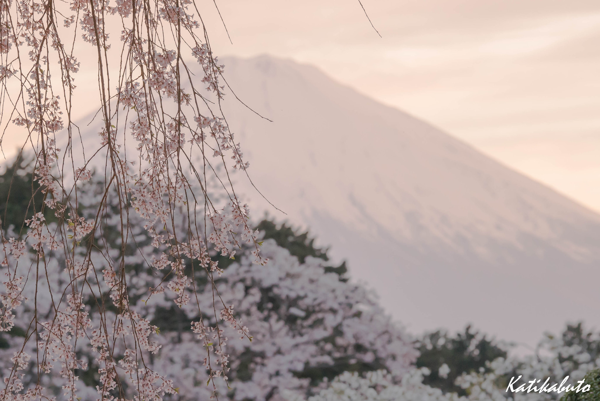Sony 70-300mm F4.5-5.6 G SSM sample photo. Weeping cherry photography