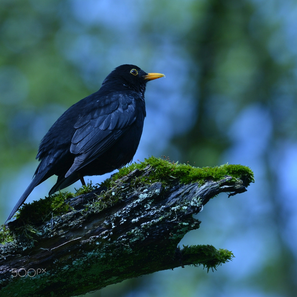 Nikon AF-S Nikkor 400mm F2.8G ED VR II sample photo. Blackbird (turdus merula) photography