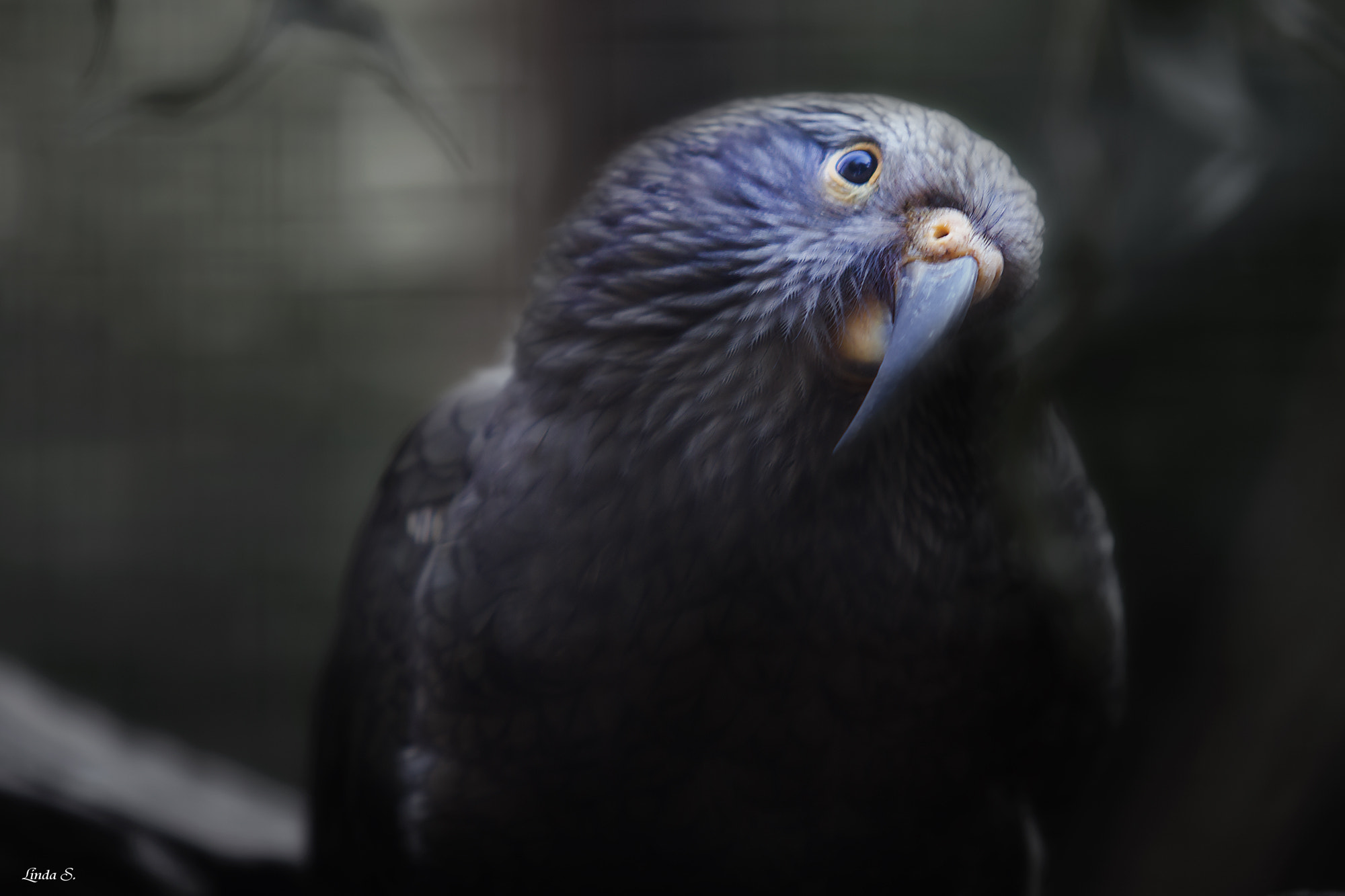 Canon EF 70-200mm F2.8L USM sample photo. Kea photography
