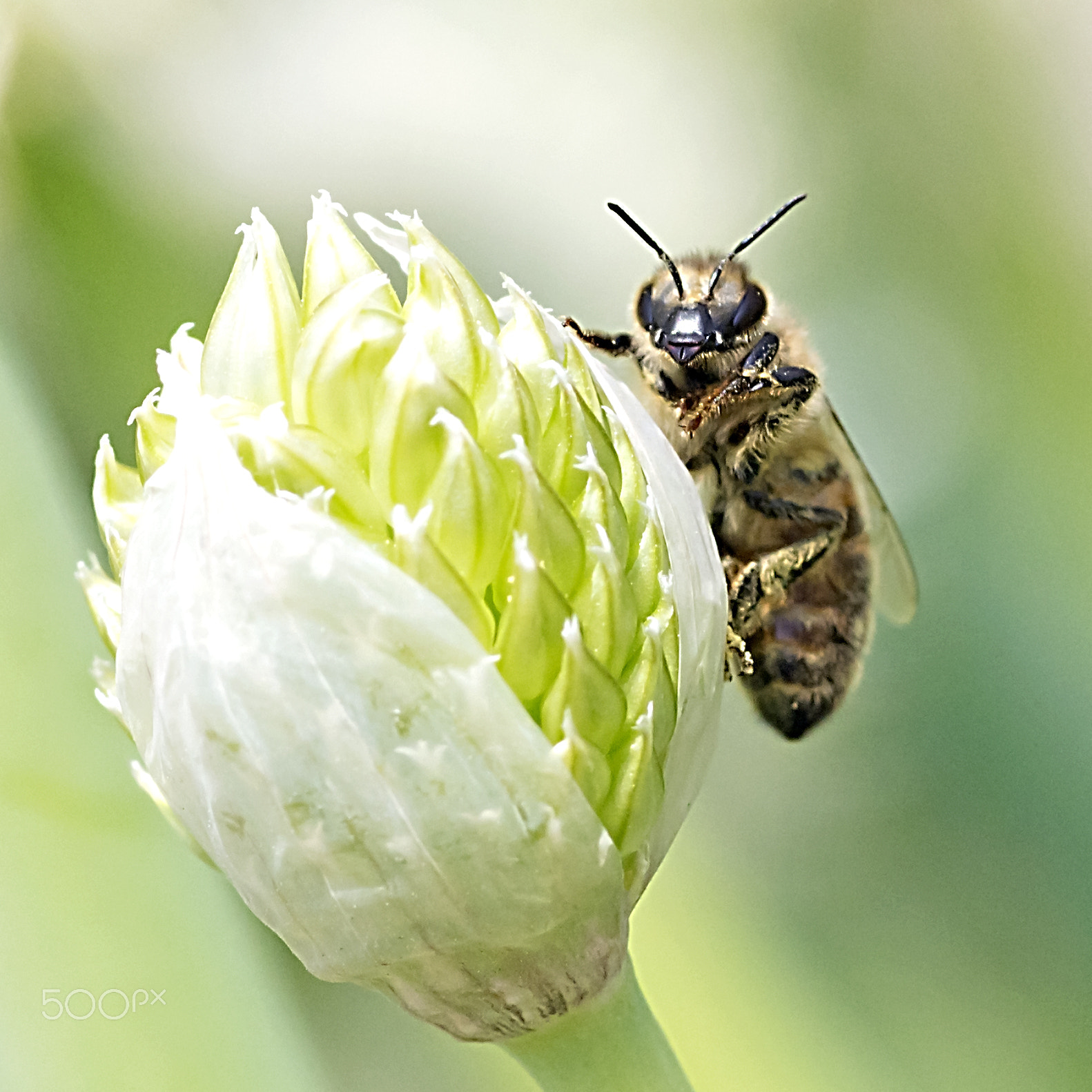 Canon EOS 600D (Rebel EOS T3i / EOS Kiss X5) + Tamron SP AF 90mm F2.8 Di Macro sample photo. Honeybee over the leek flora photography