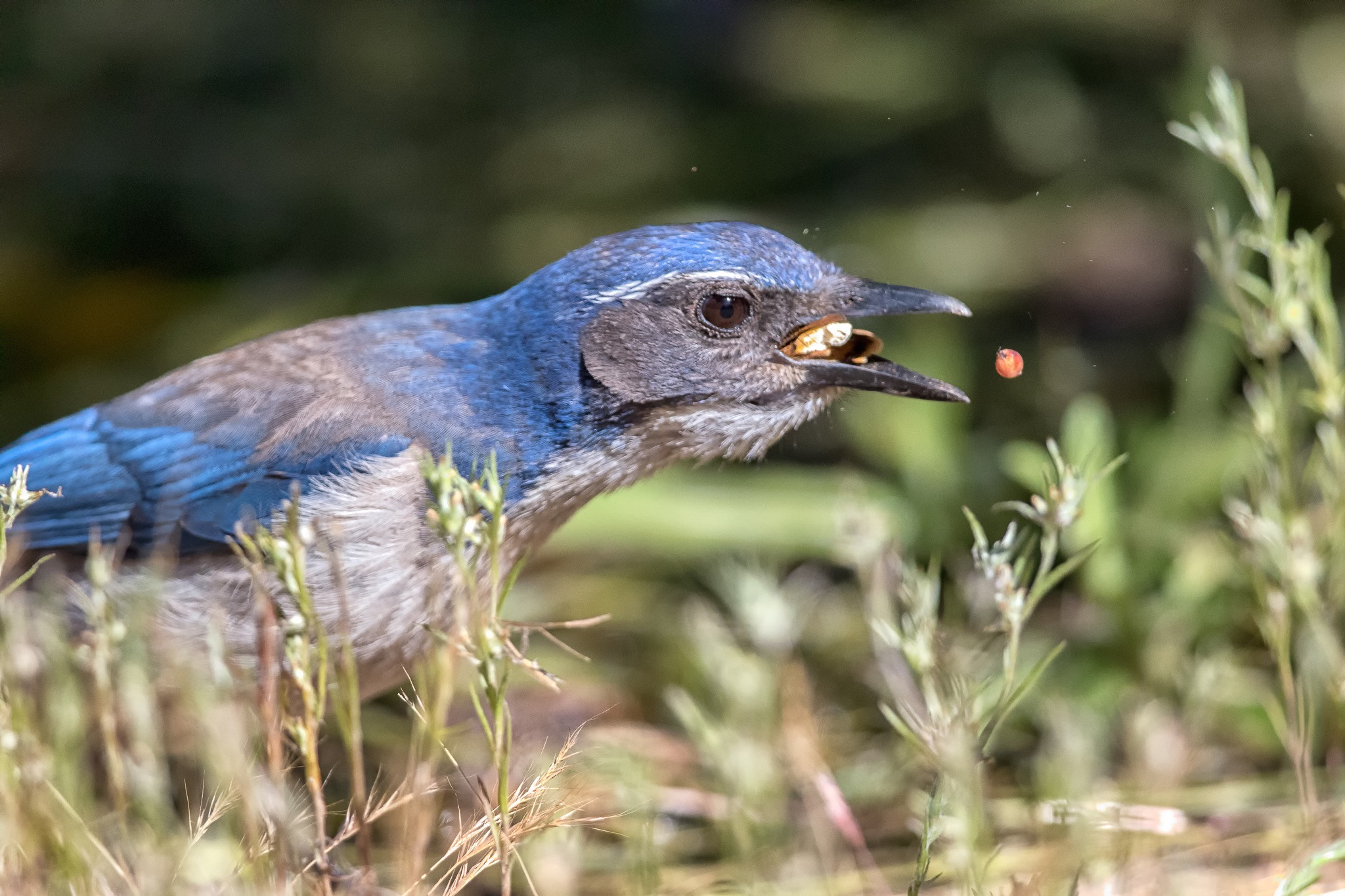 Canon EF 300mm F2.8L IS II USM sample photo. Help! i already have my mouth full. photography