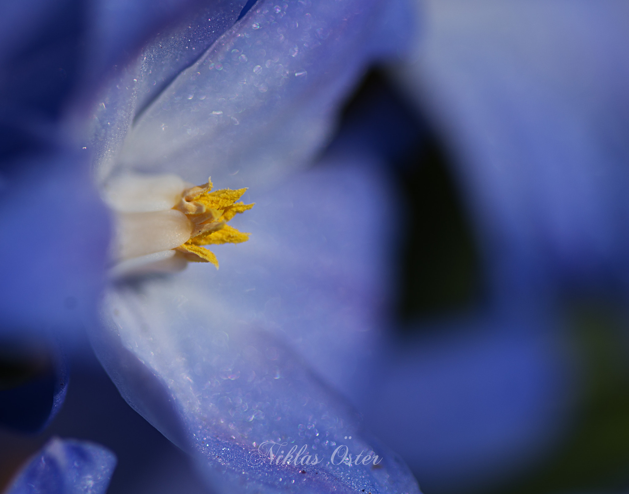 Pentax K-50 + Tamron SP AF 90mm F2.8 Di Macro sample photo. Spring is finally here... photography