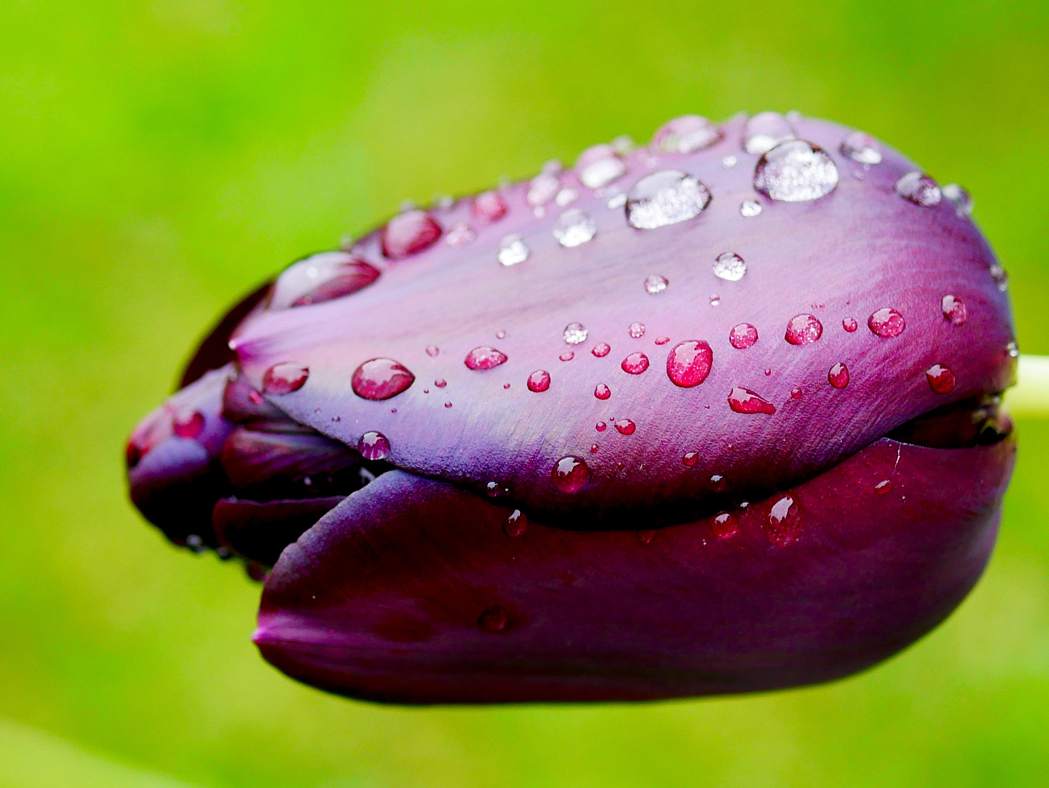 Panasonic Lumix G Macro 30mm F2.8 ASPH Mega OIS sample photo. La pluie encore... photography