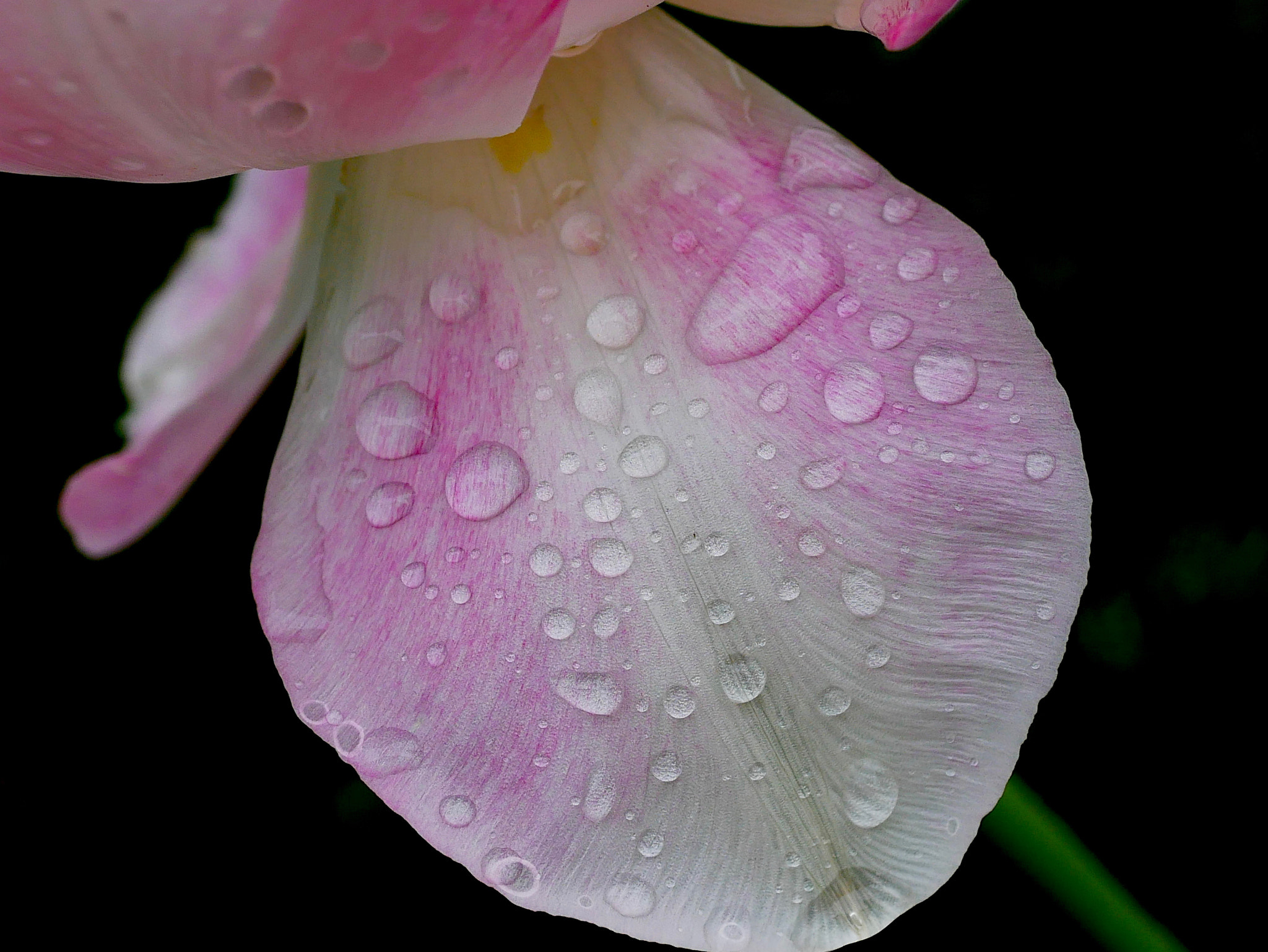 Panasonic Lumix G Macro 30mm F2.8 ASPH Mega OIS sample photo. Et toujours sur pétales... photography