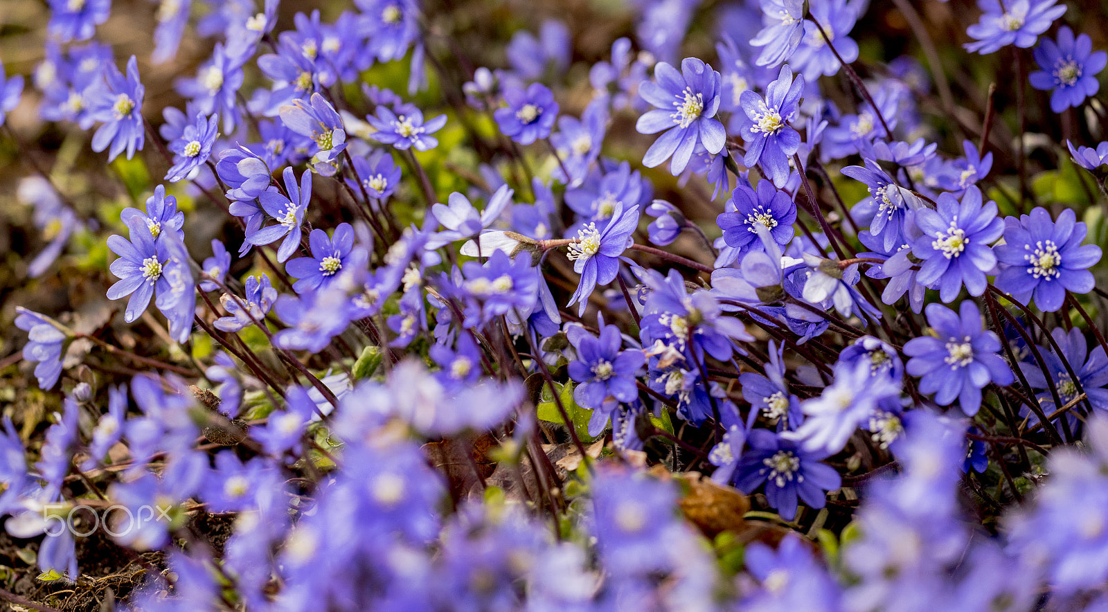 Sigma 150mm F2.8 EX DG Macro HSM sample photo. Hepatica photography