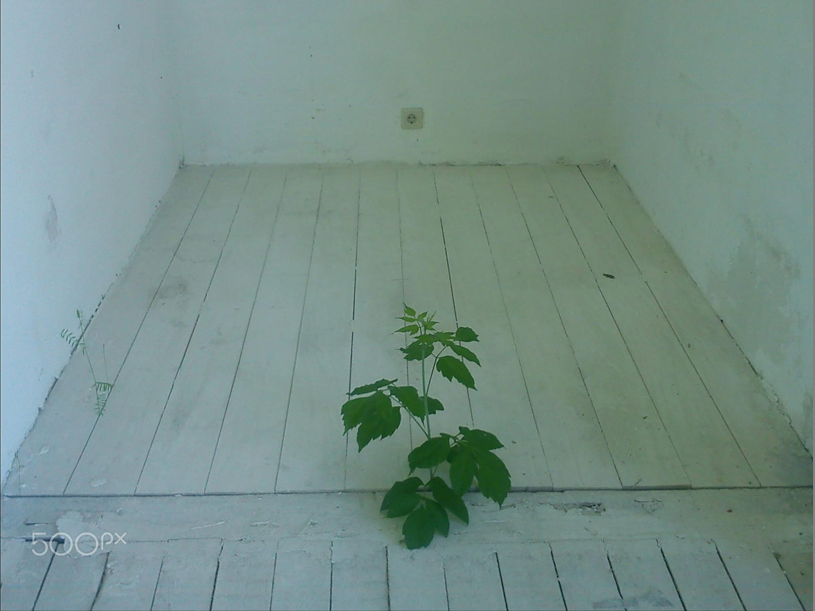 Sony Ericsson J10i2 sample photo. Nonetheless photography