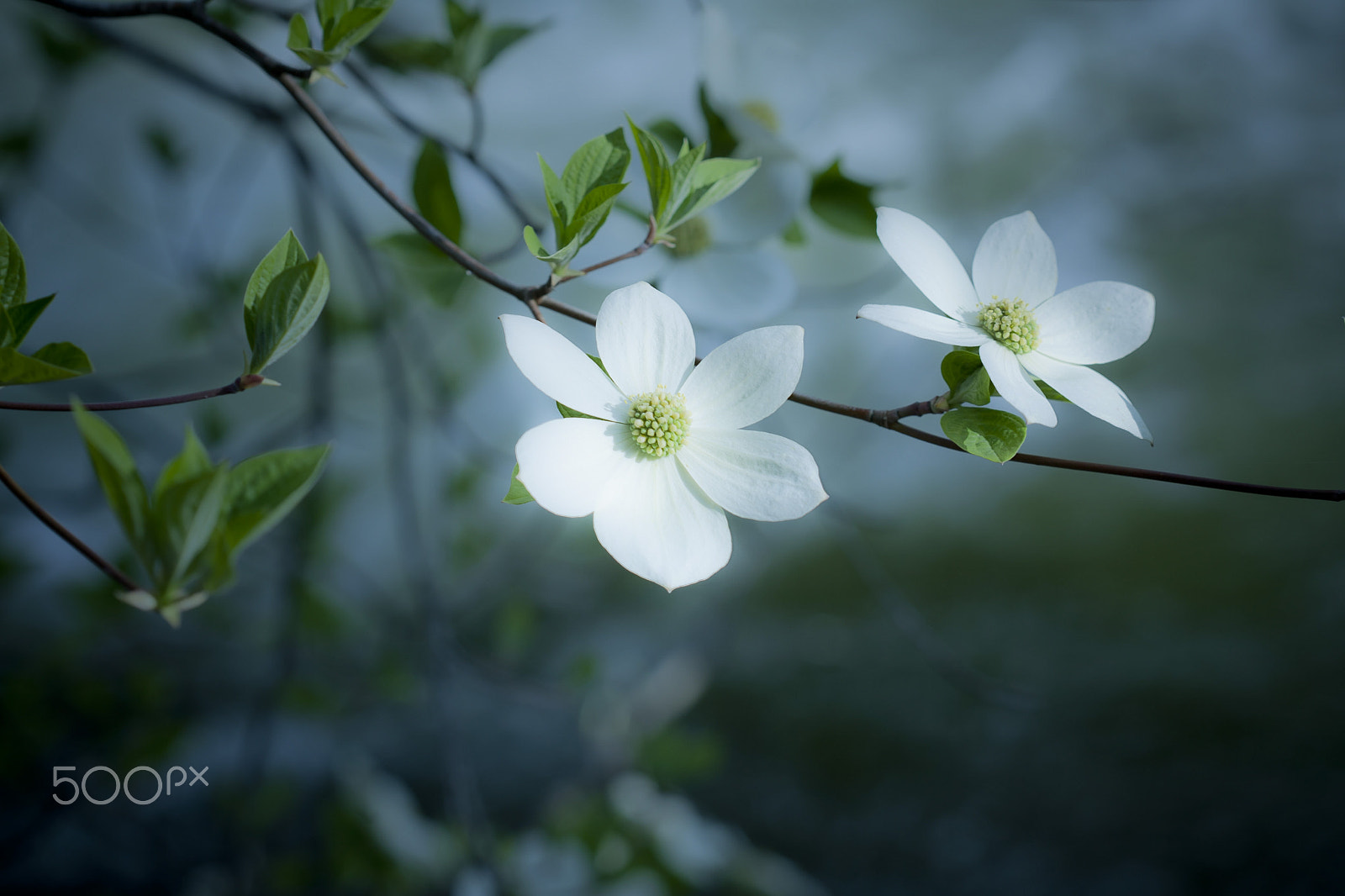 Canon EOS-1D Mark II N sample photo. Dogwood photography