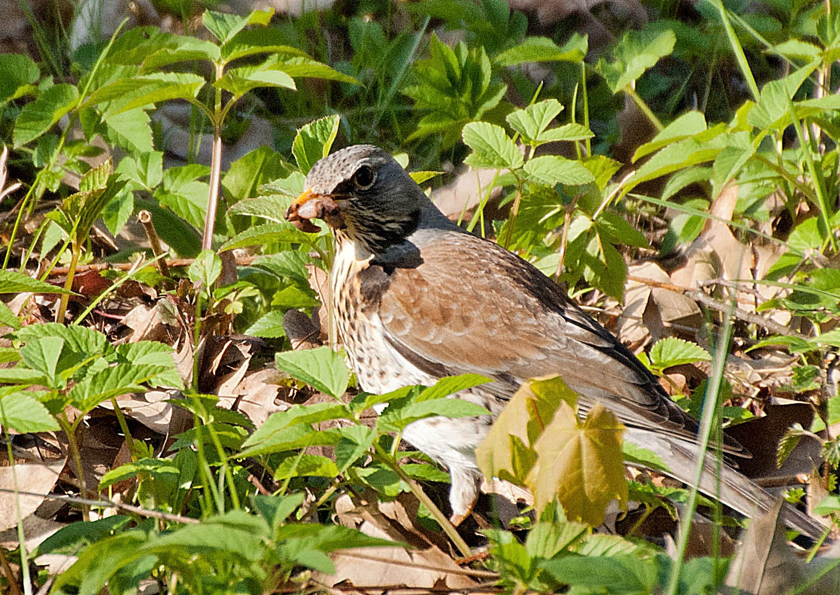 Sony Alpha DSLR-A300 + DT 18-270mm F3.5-6.3 SSM sample photo. śniadanie kwiczoła photography
