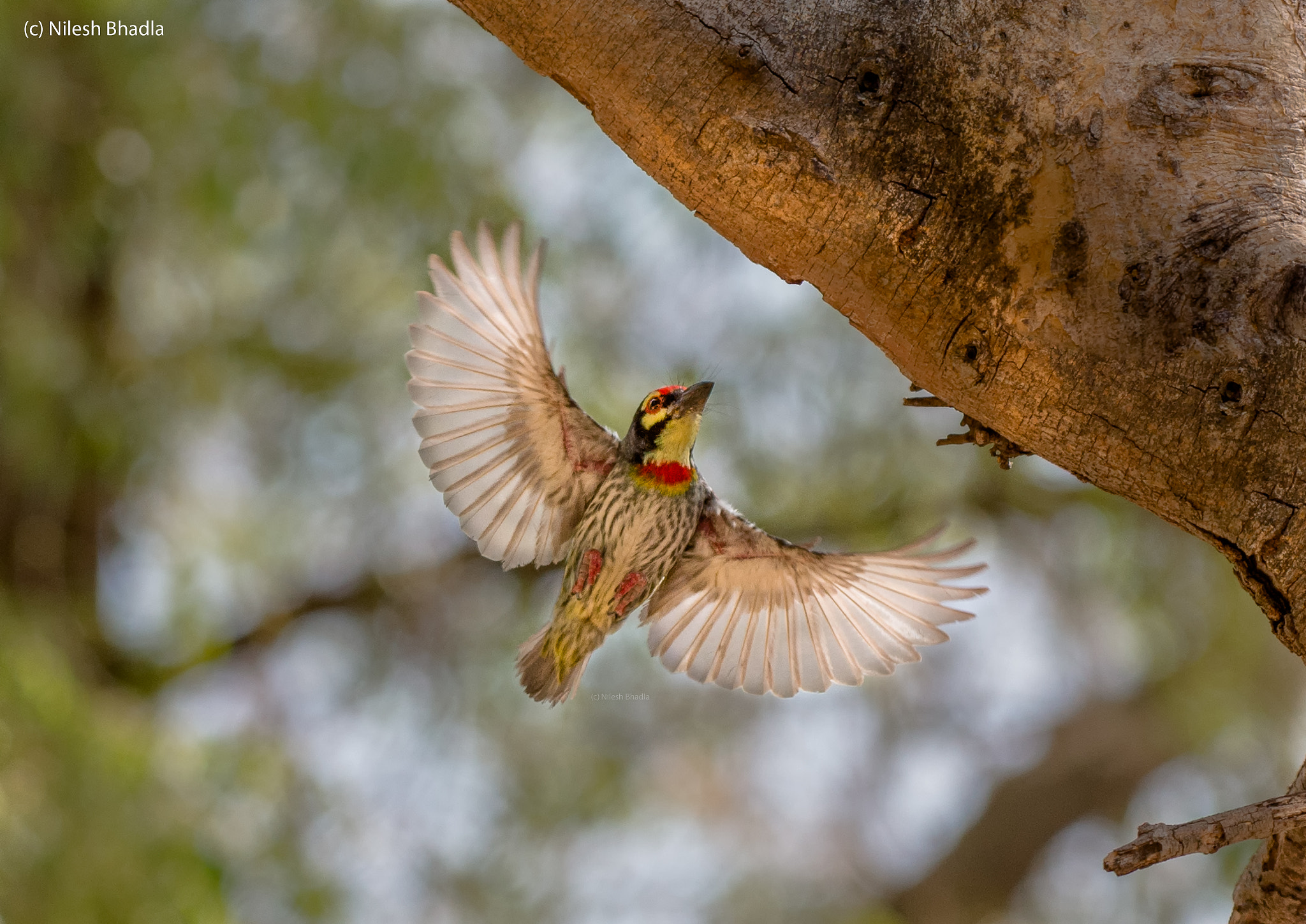 Nikon AF-S Nikkor 200-500mm F5.6E ED VR sample photo. Coppersmith barbet photography