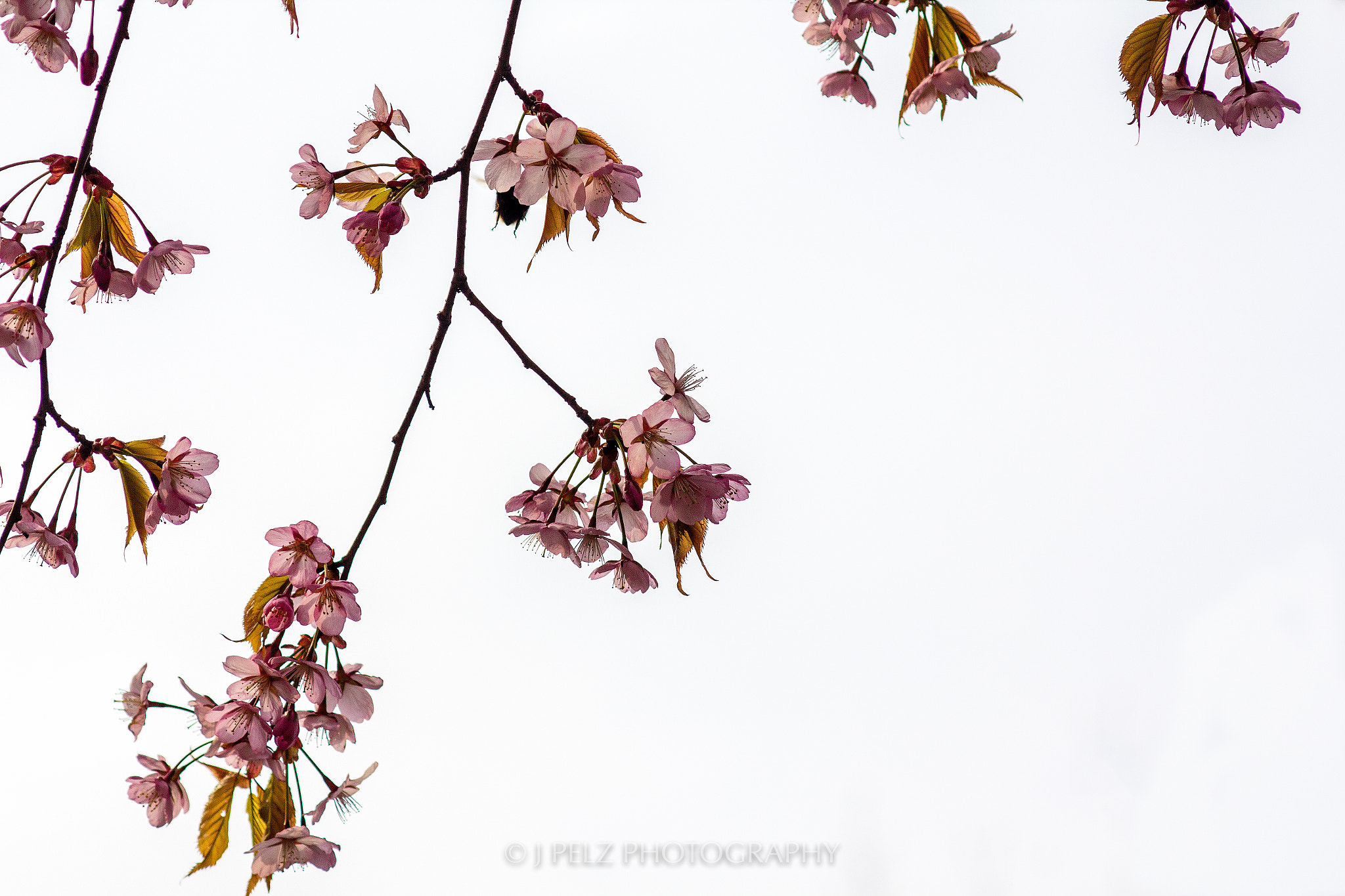 Canon EF 100mm F2.8 Macro USM sample photo. Simplicity photography